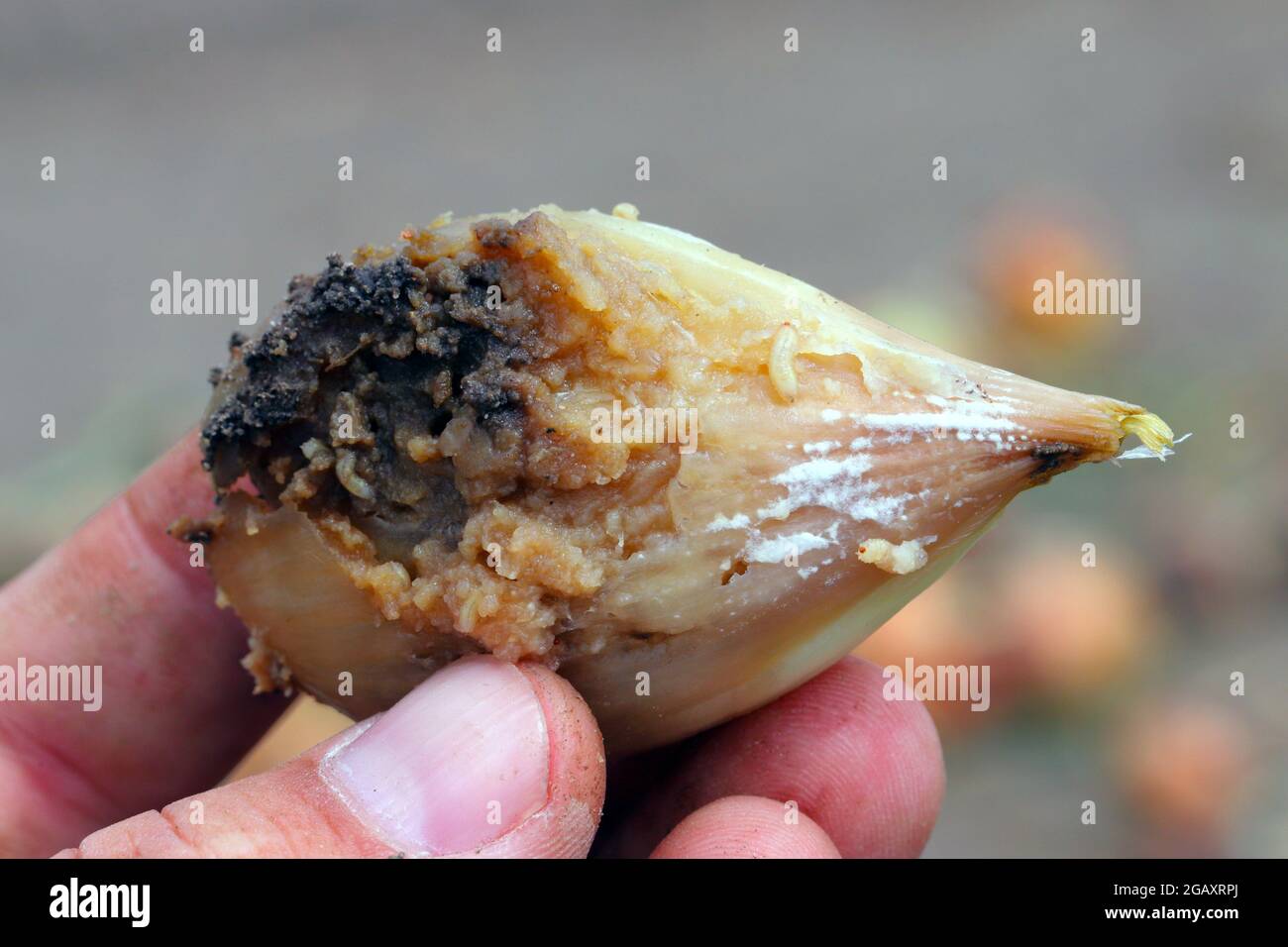 Onion damaged by Delia antiqua, commonly known as the onion fly and Eumerus strigatus or lesser bulb fly. Stock Photo