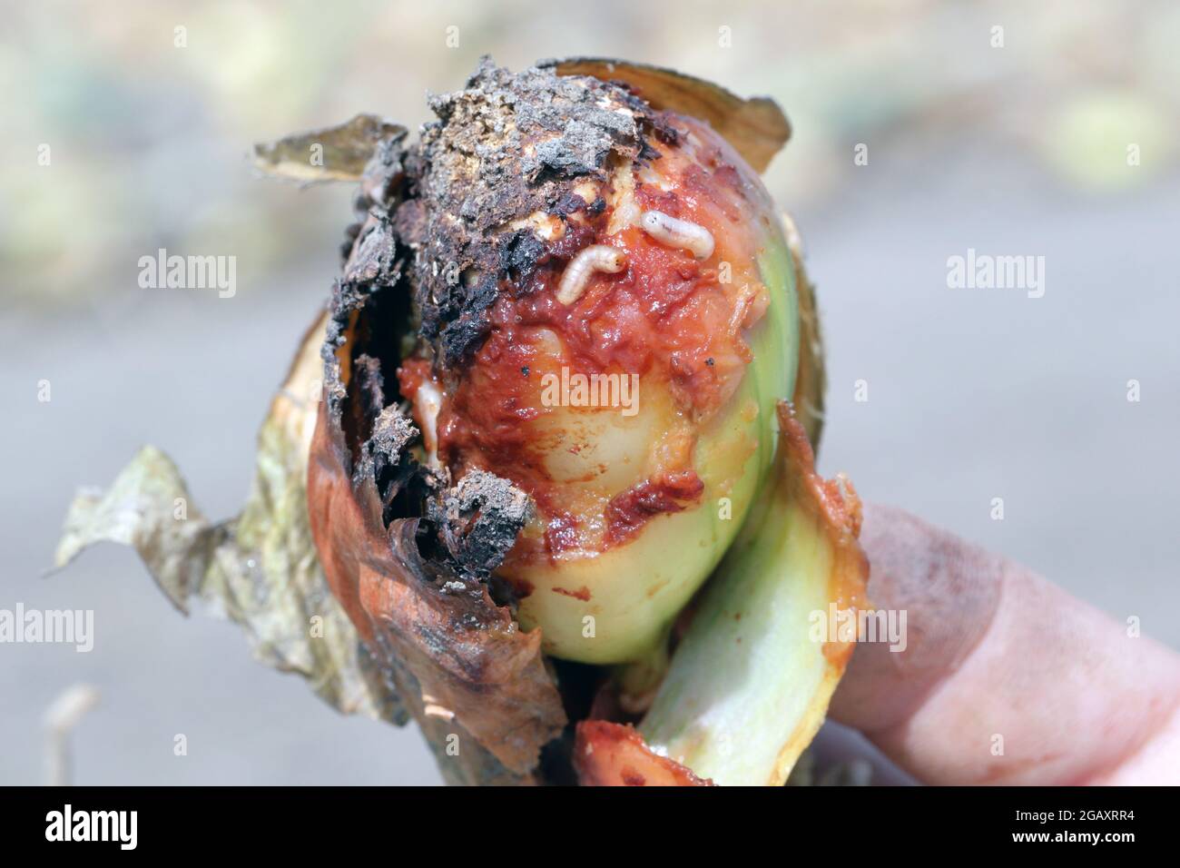 Onion damaged by Delia antiqua, commonly known as the onion fly, is a cosmopolitan pest of crops. The larvae or maggots feed on onions, garlic etc. Stock Photo