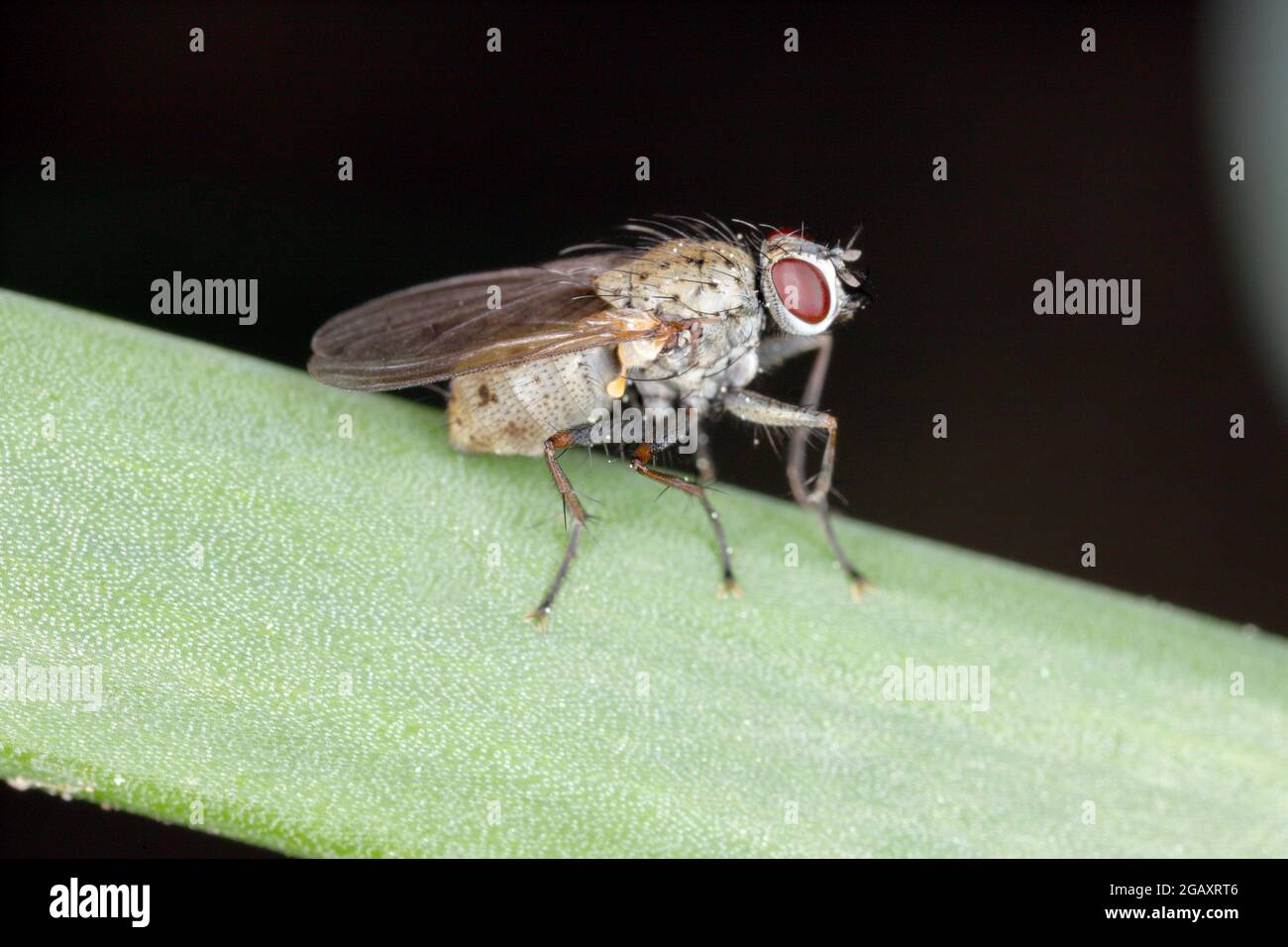 Delia antiqua, commonly known as the onion fly, is a cosmopolitan pest of crops. The larvae or maggots feed on onions, garlic, and other bulbous plant Stock Photo
