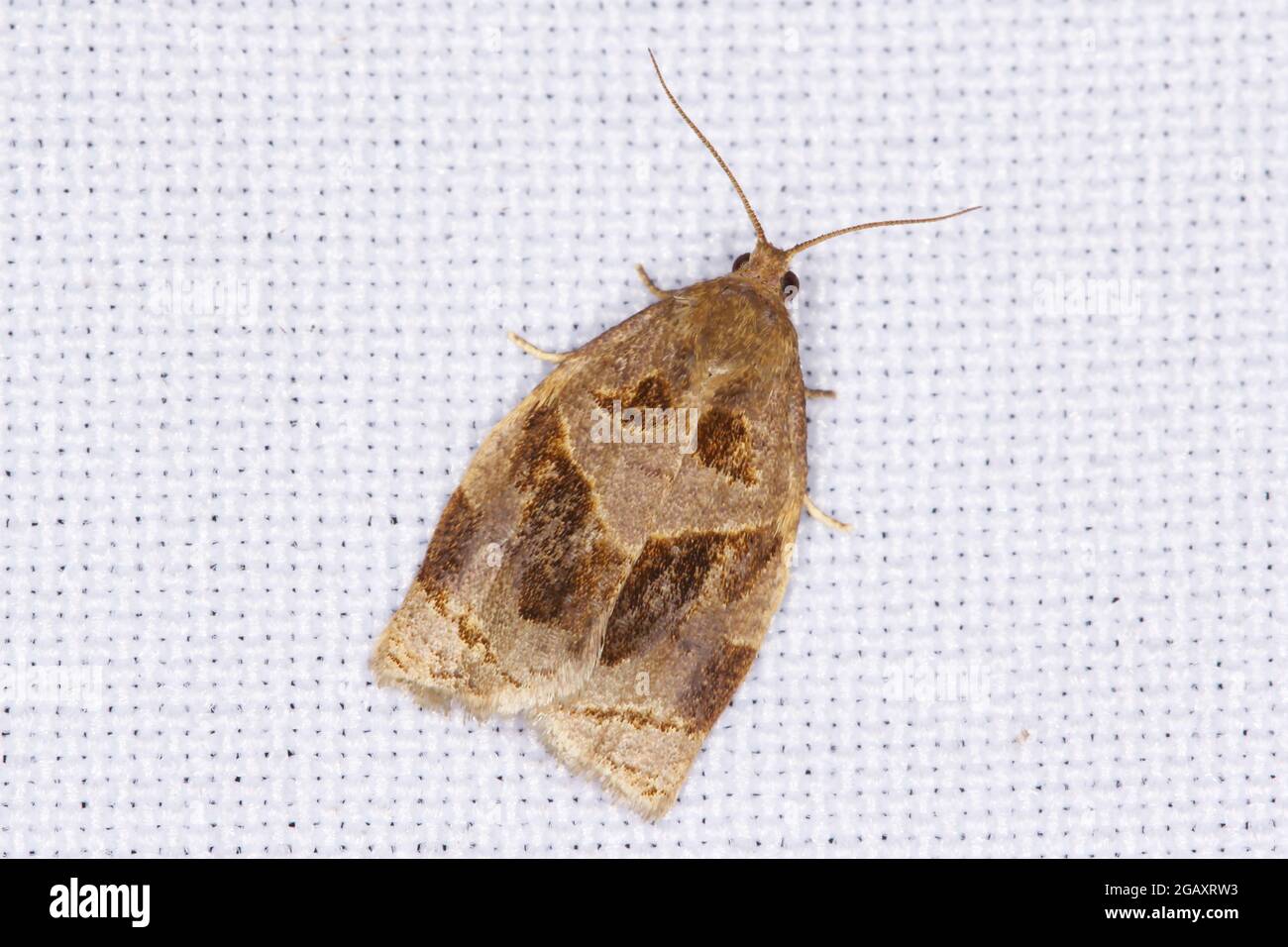 Moth of Archips rosana (Cacoecia) the rose tortrix Tortricidae. The larvae feed within rolled leaves of various fruit plants such as raspberry. Stock Photo