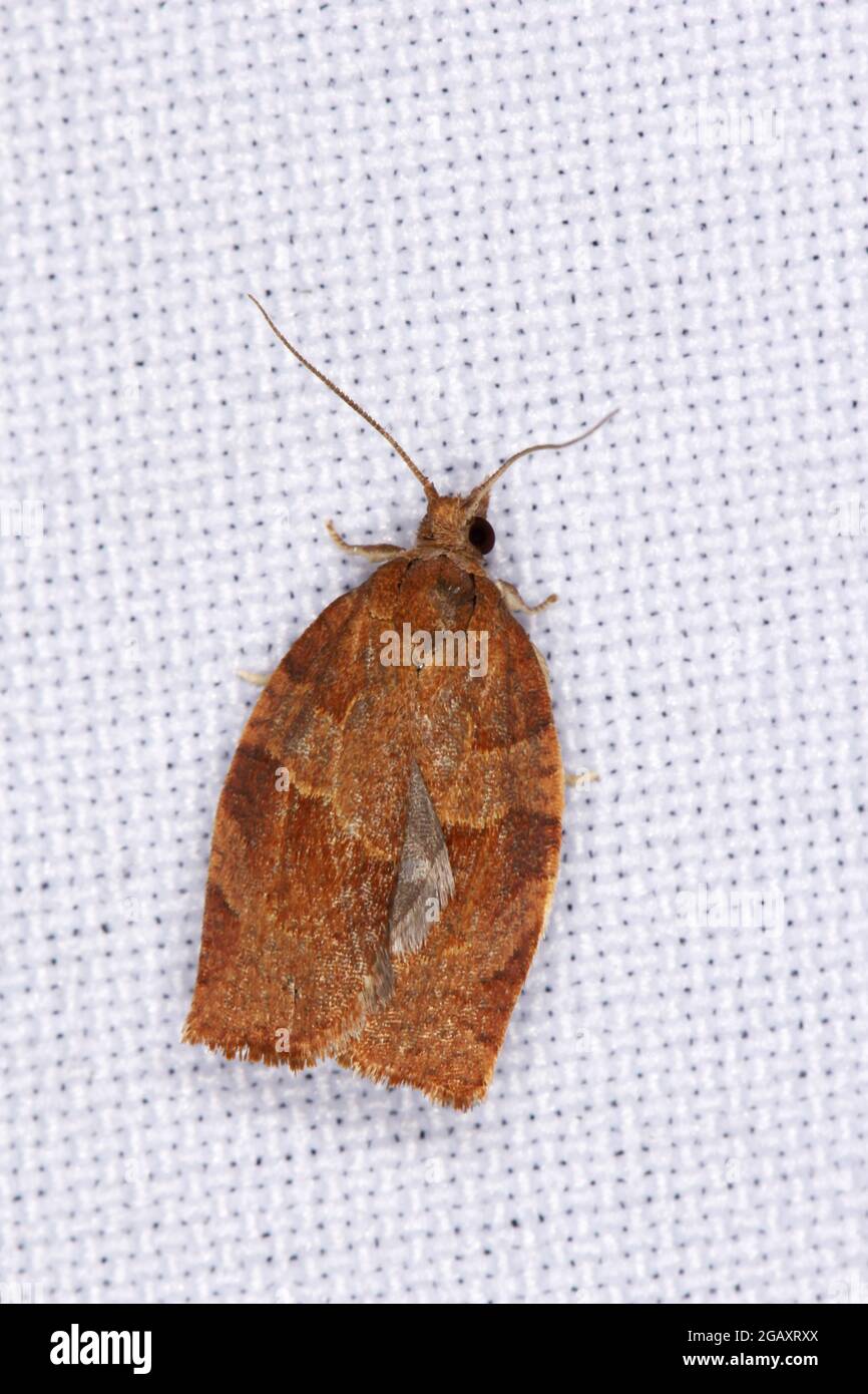 Moth of Archips rosana (Cacoecia) the rose tortrix Tortricidae. The larvae feed within rolled leaves of various fruit plants such as raspberry. Stock Photo