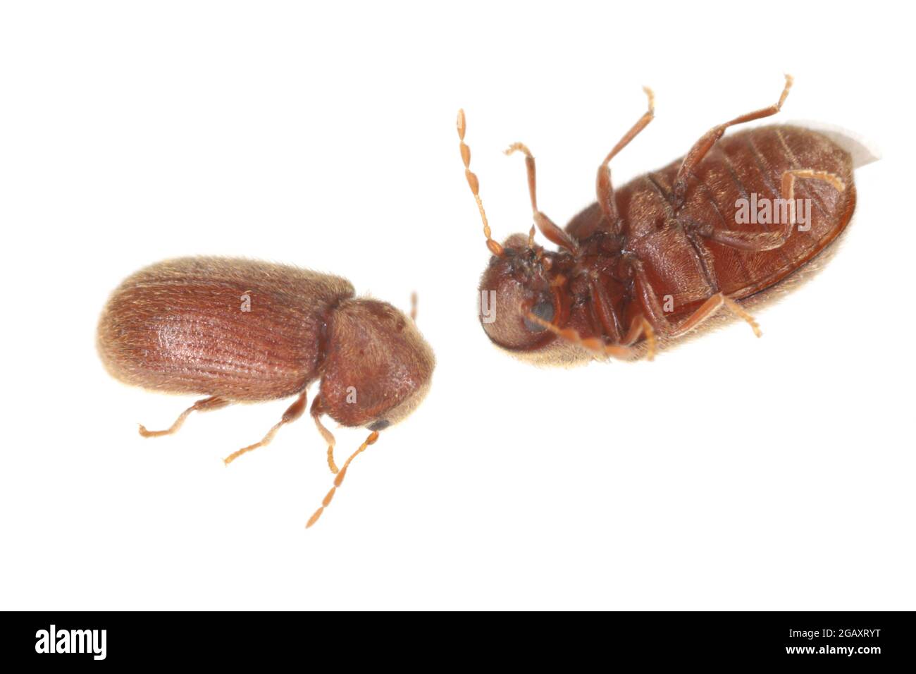 Biscuit beetle on biscuit Cut Out Stock Images & Pictures Alamy