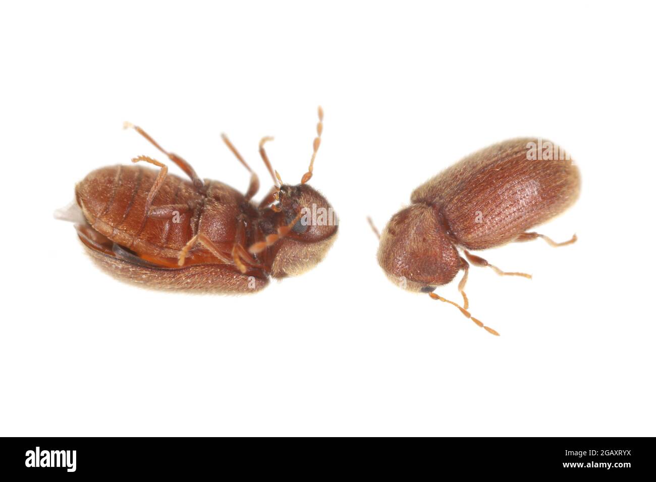 The drugstore beetles (Stegobium paniceum), also known as the bread