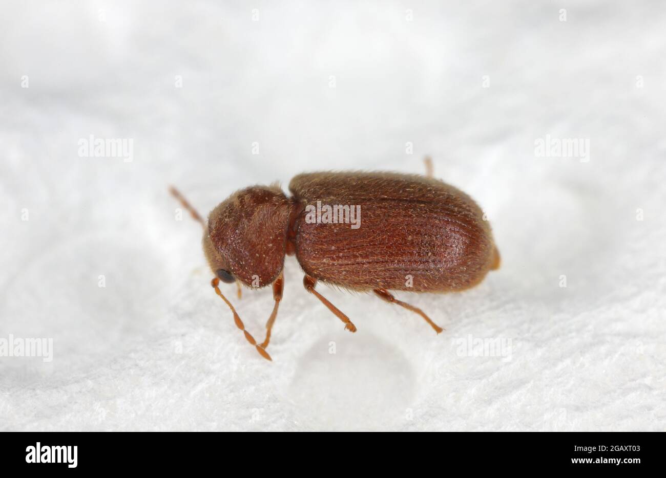 The drugstore beetle (Stegobium paniceum), also known as the bread beetle or biscuit beetle from family Anobiidae. insect on a paper towel. Stock Photo