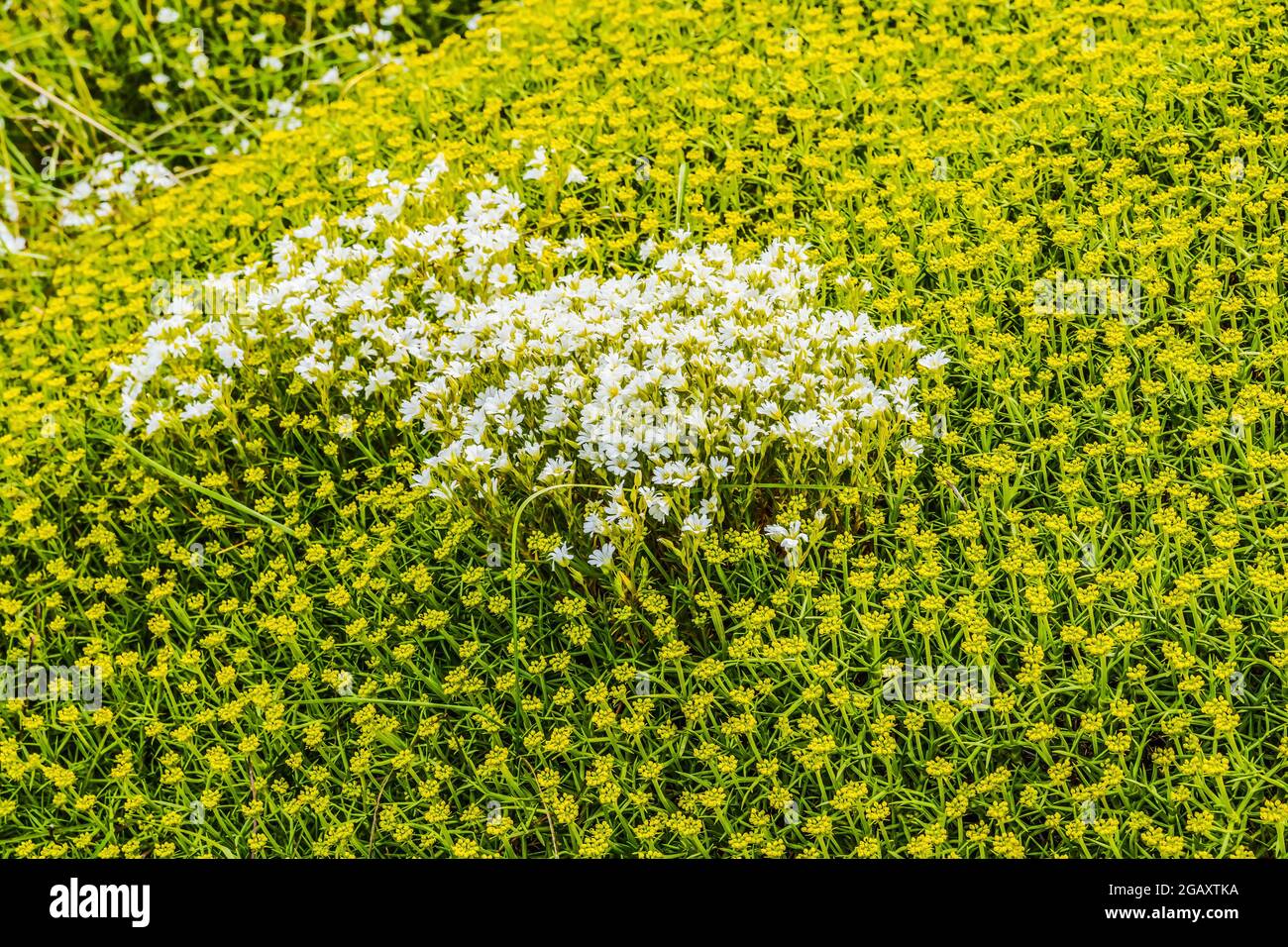White Rabelera Stitchwort Yellow Goldmoss Sedum Ground Cover Torres del Paine National Park Patagonia Chile Stock Photo