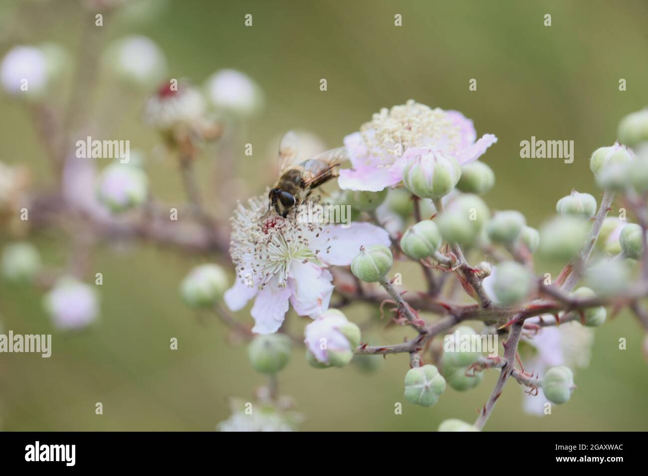 Hoverflies foraging among wild flower blossoms are a familiar sight during summer Stock Photo