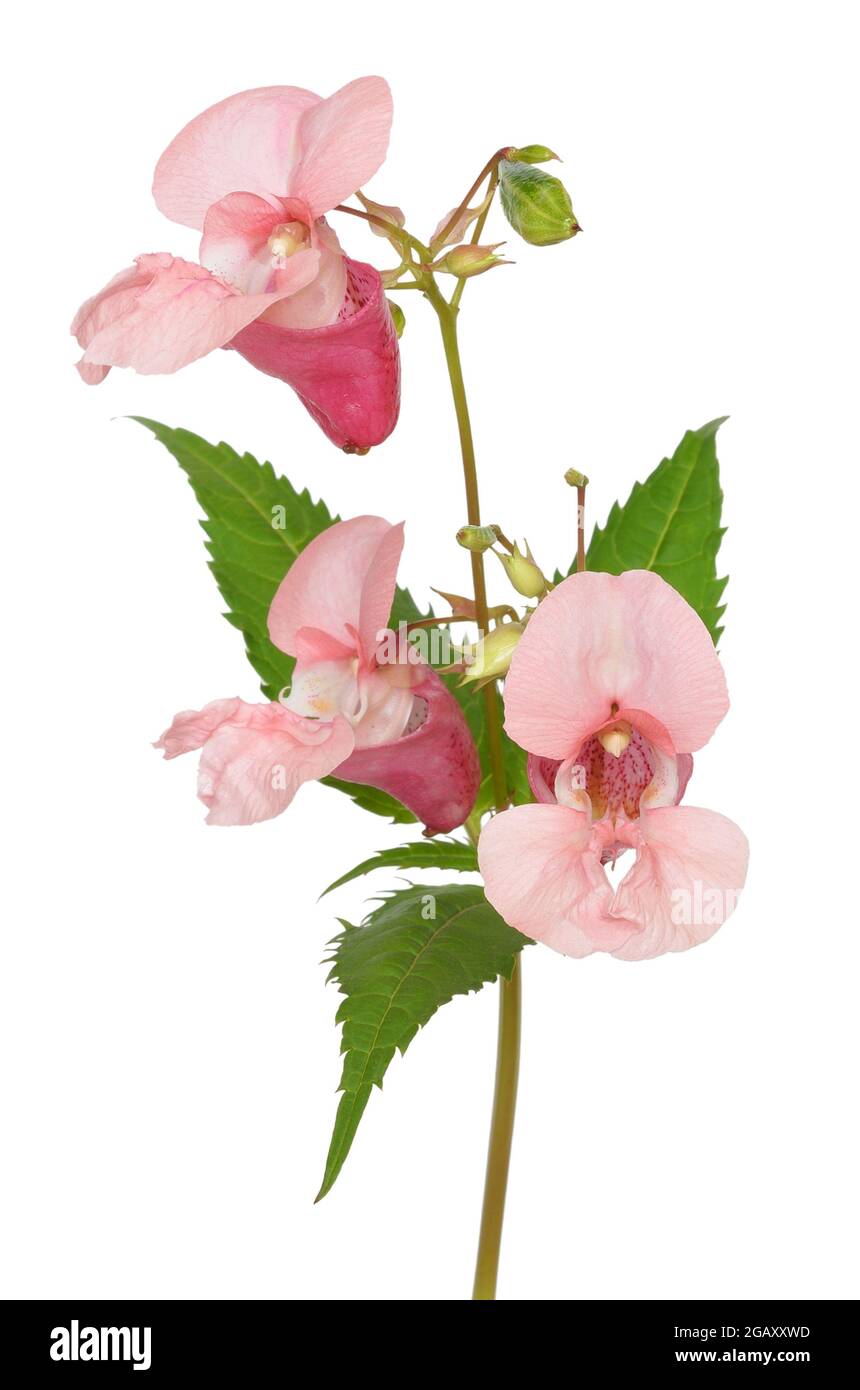 Impatiens glandulifera flowers isolated on white background Stock Photo