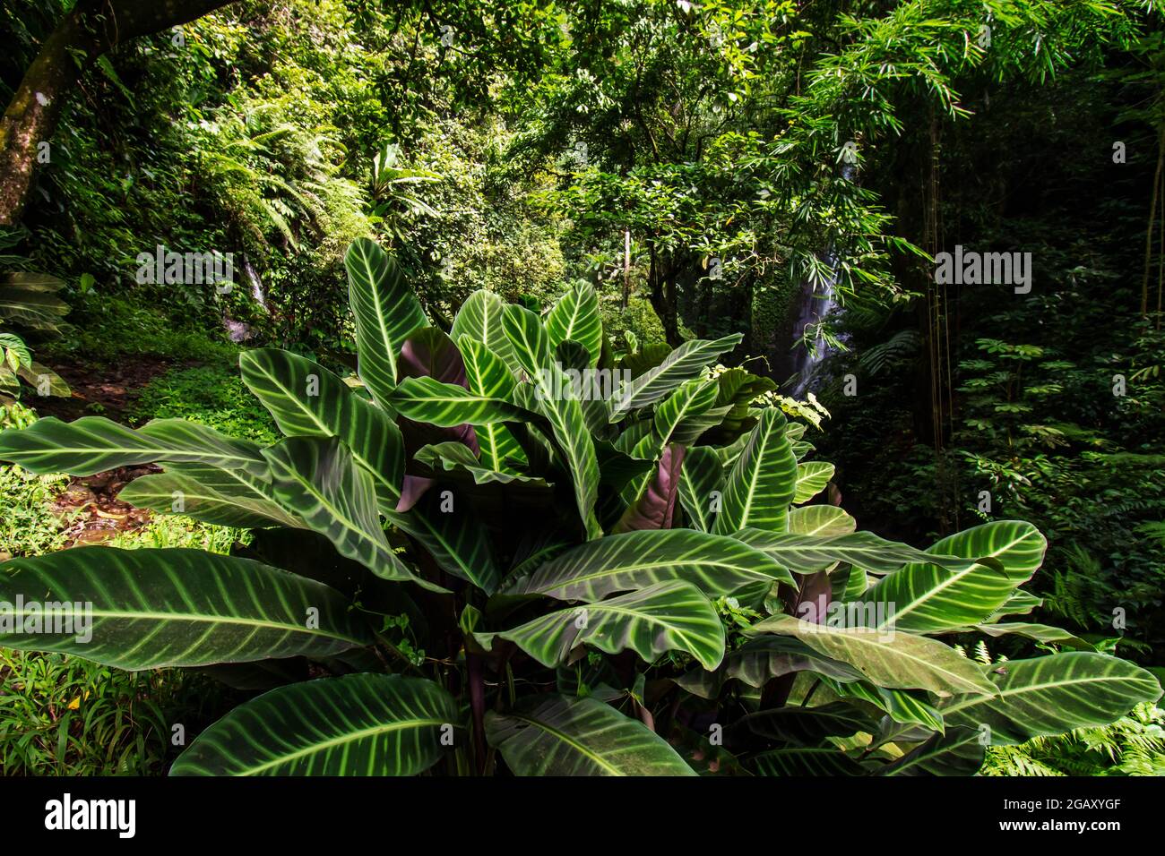 Calathea plant hi-res stock photography and images - Alamy