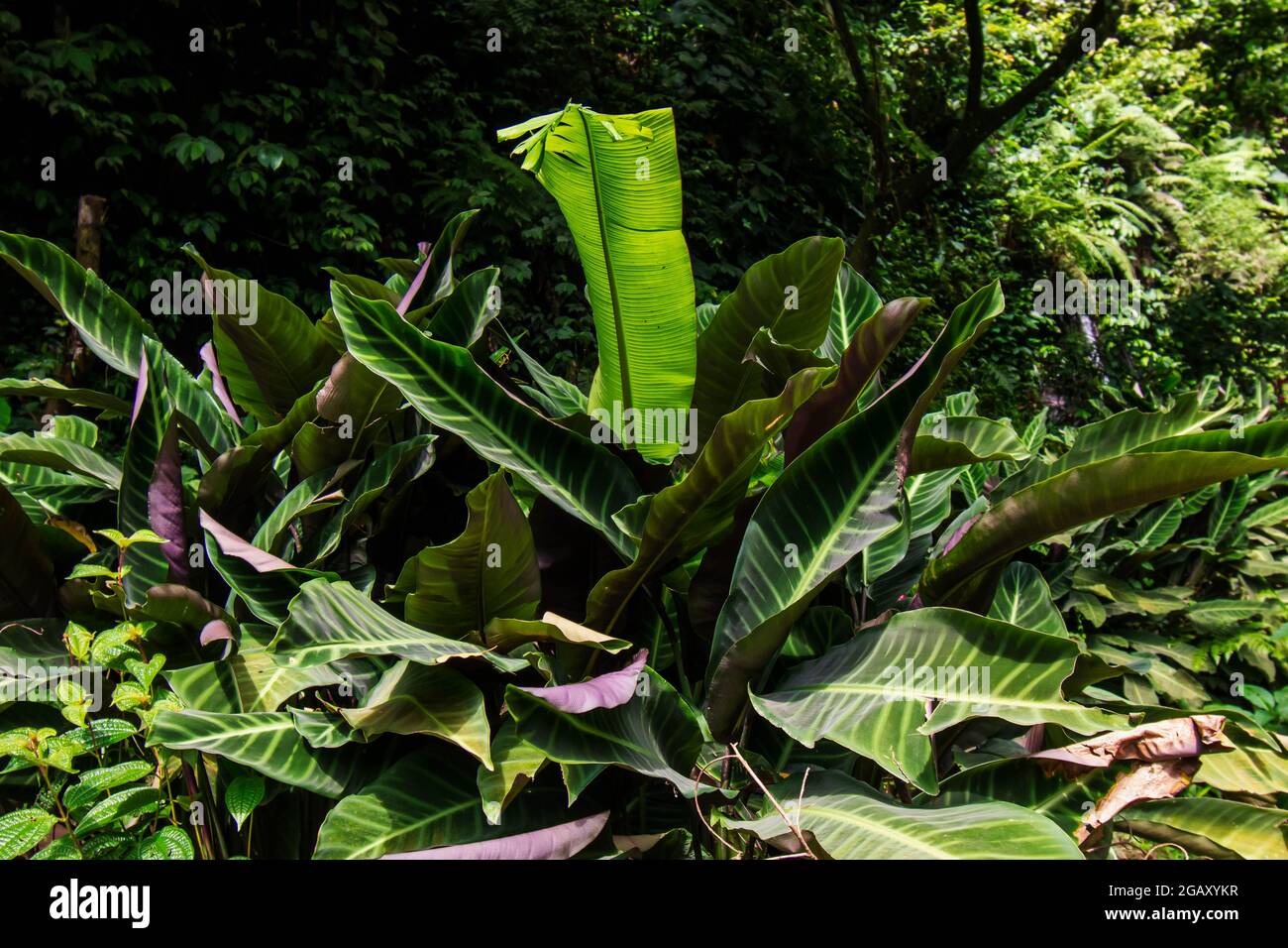 Calathea zebrina green leaf plant Stock Photo