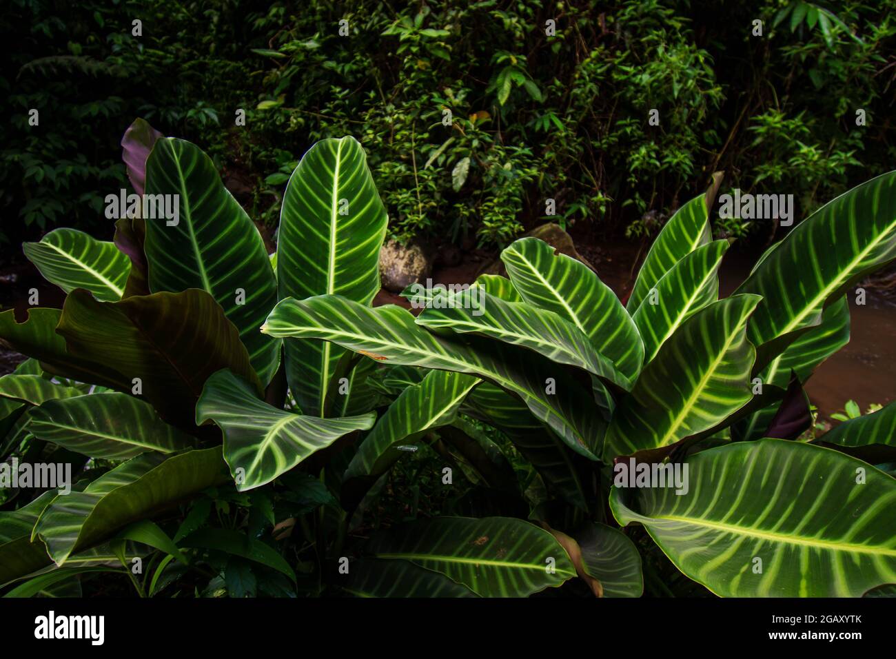 Calathea zebrina green leaf plant Stock Photo