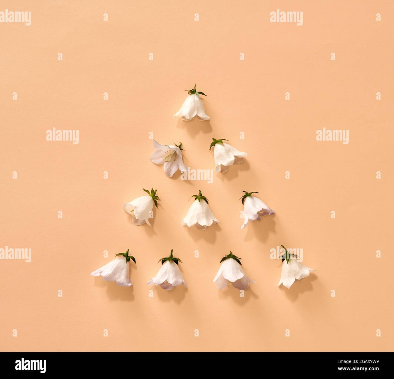 Christmas tree shape made of summer flowers - white campanula blossoms on pastel orange background Stock Photo