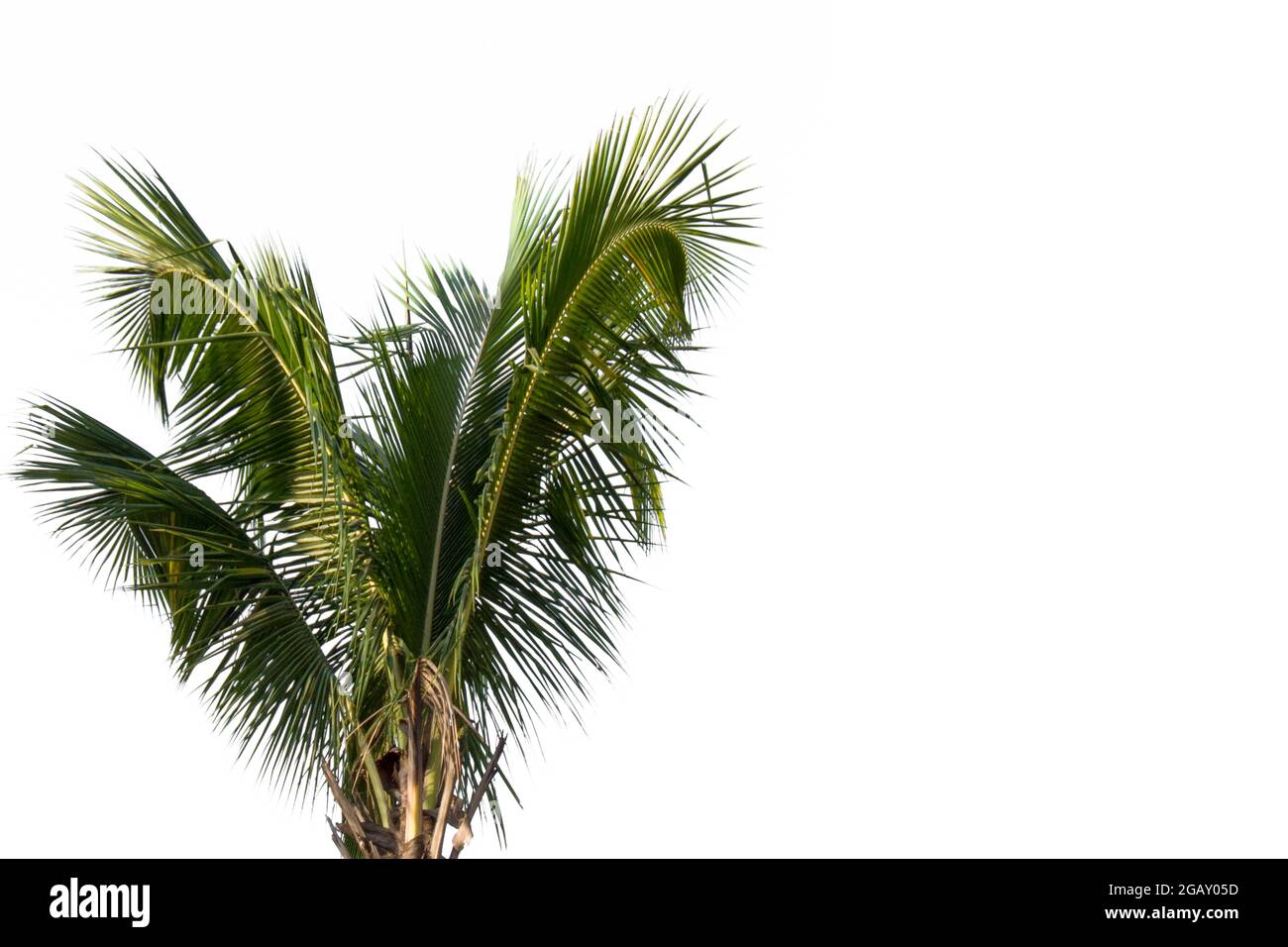 Coconut and palm trees Isolated tree on white background, The collection of trees.Large trees are growing in summer Stock Photo