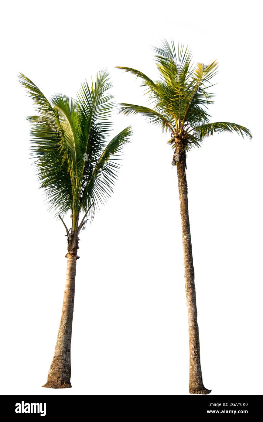 Coconut and palm trees Isolated tree on white background, The collection of trees.Large trees are growing in summer Stock Photo
