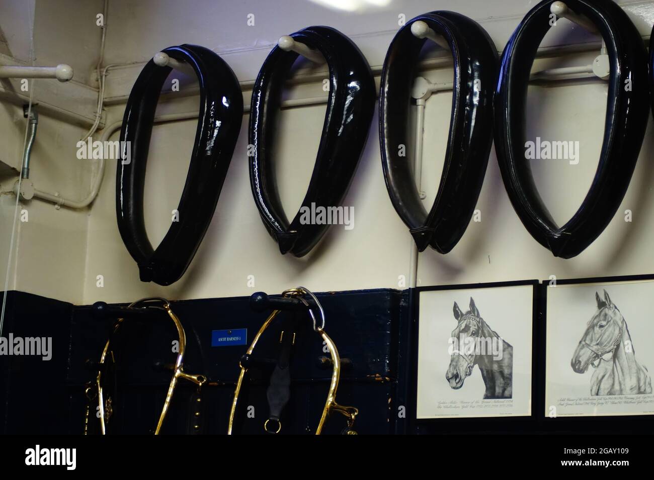 Animal harnesses hi-res stock photography and images - Alamy