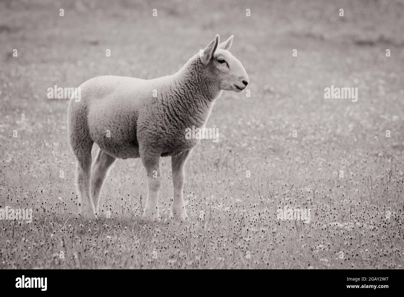 A lamb in profile in a meadow in black and white Stock Photo
