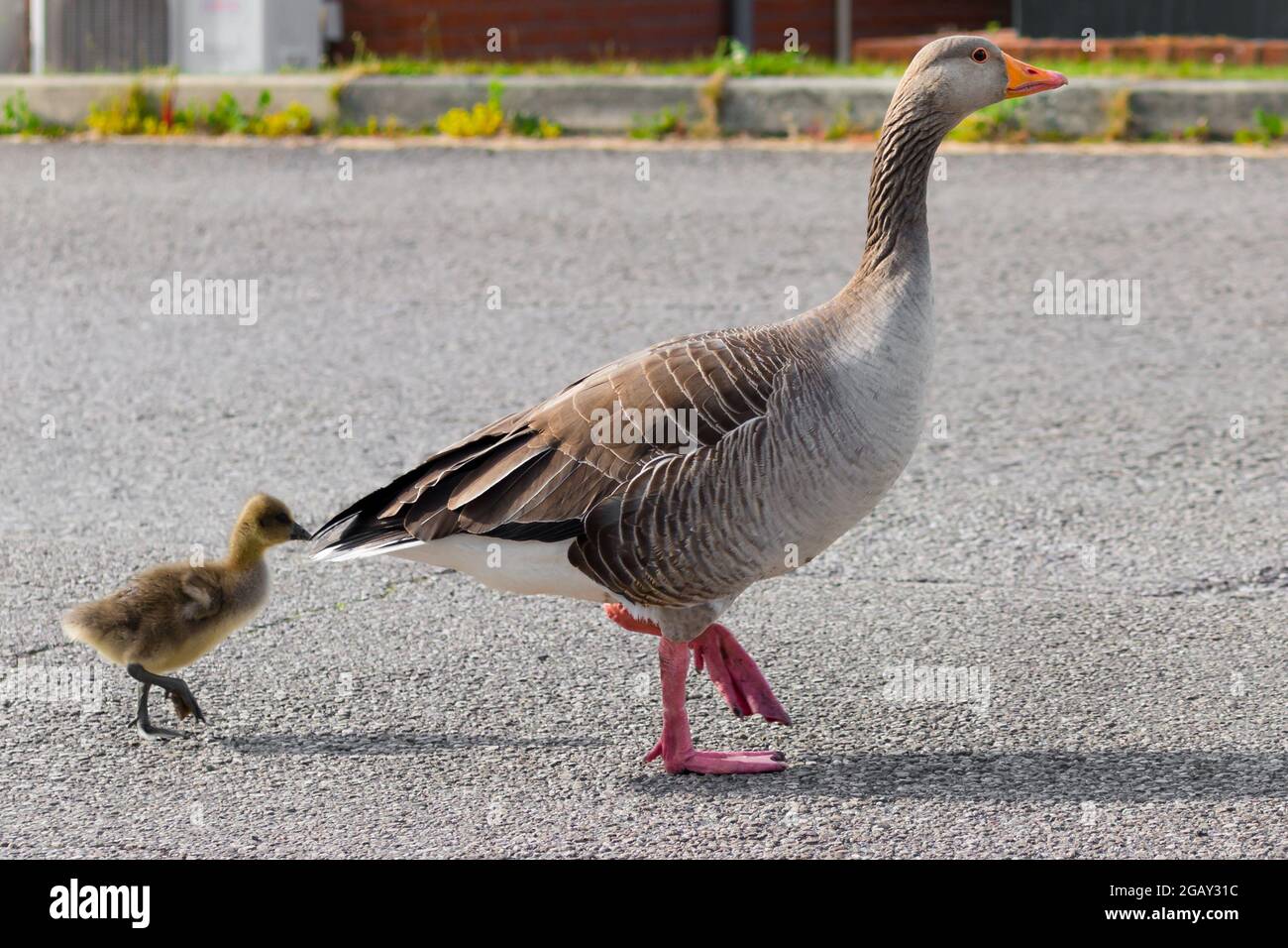 Greylag goose with gosling on road in urban area Stock Photo