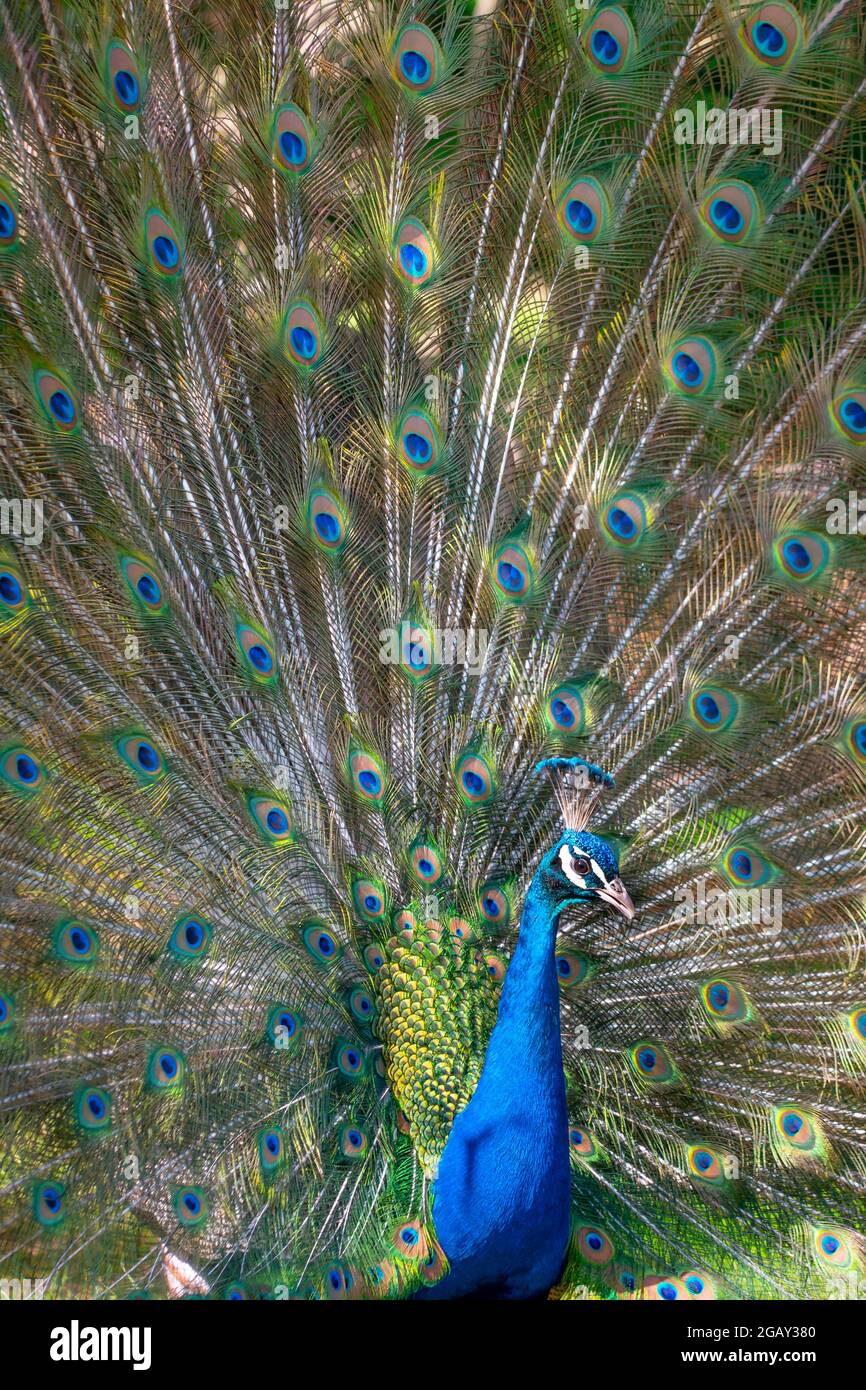 Male peacock in full display, portrait orientation Stock Photo