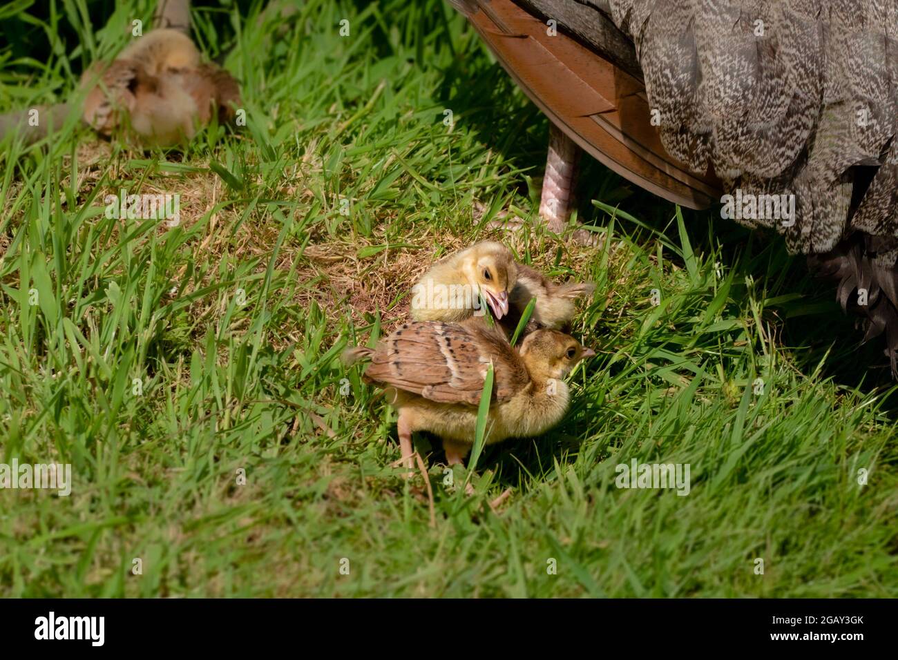 Peachicks, peacock chicks, playing in grass near their mother peahen Stock Photo