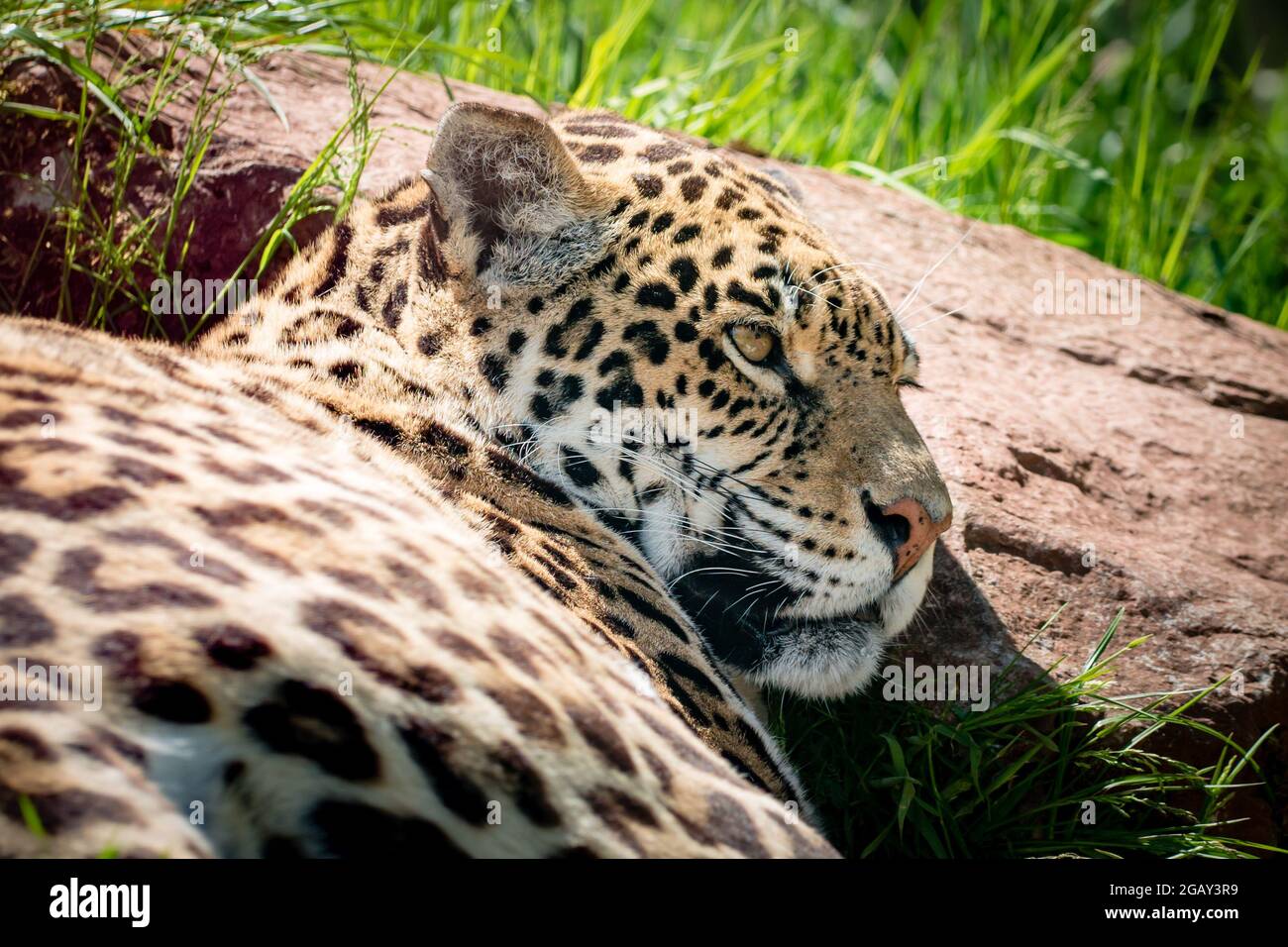 Close up of the head of jaguar resting on a rock Stock Photo