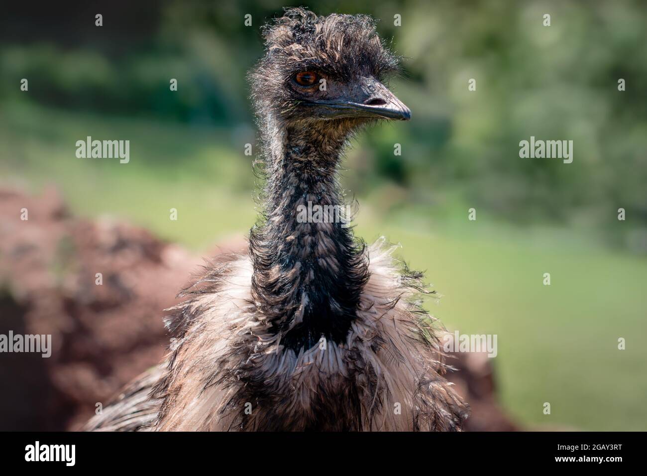 Close up of neck, head and ruffle feathers of emu looking at camera ...
