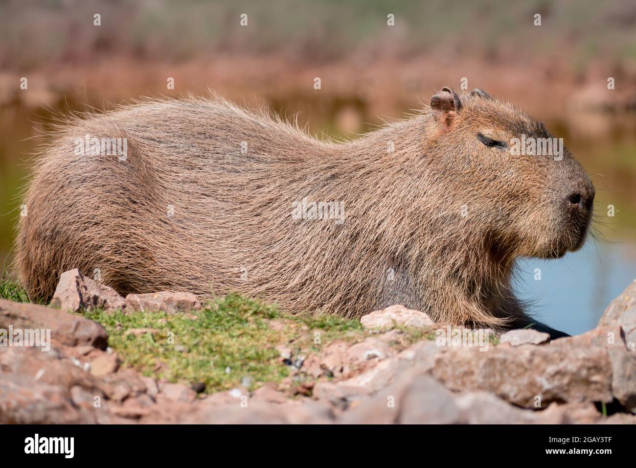 A capybara in profile resting on rocks Stock Photo