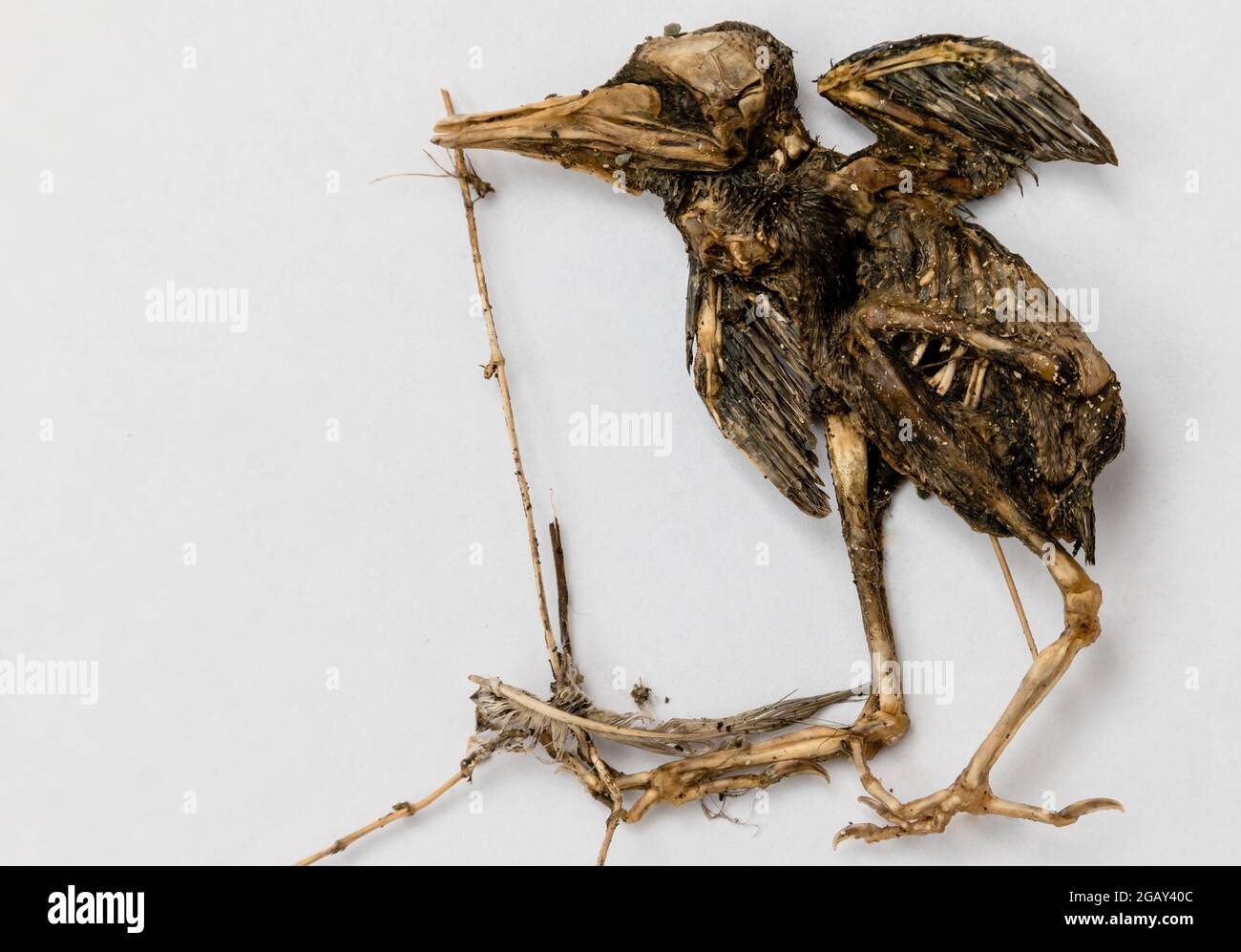 The partially decomposed decayed remains and skeleton of a garden bird on white background Stock Photo