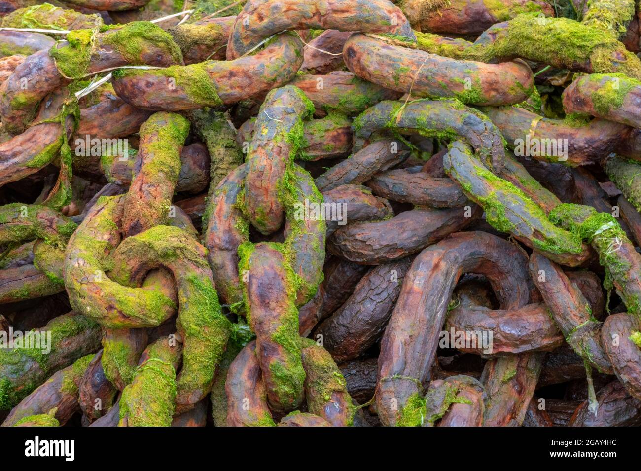rusty old chains, corroded old chains, pile of rusty chains, heap of corroded chains, seaweed covered chains, rust corroded shackle, abandoned chains. Stock Photo