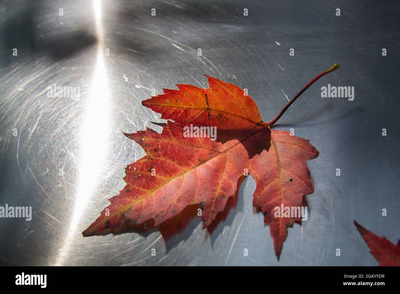 red maple leaf on stainless steel in the magical autumn sunlight Stock Photo