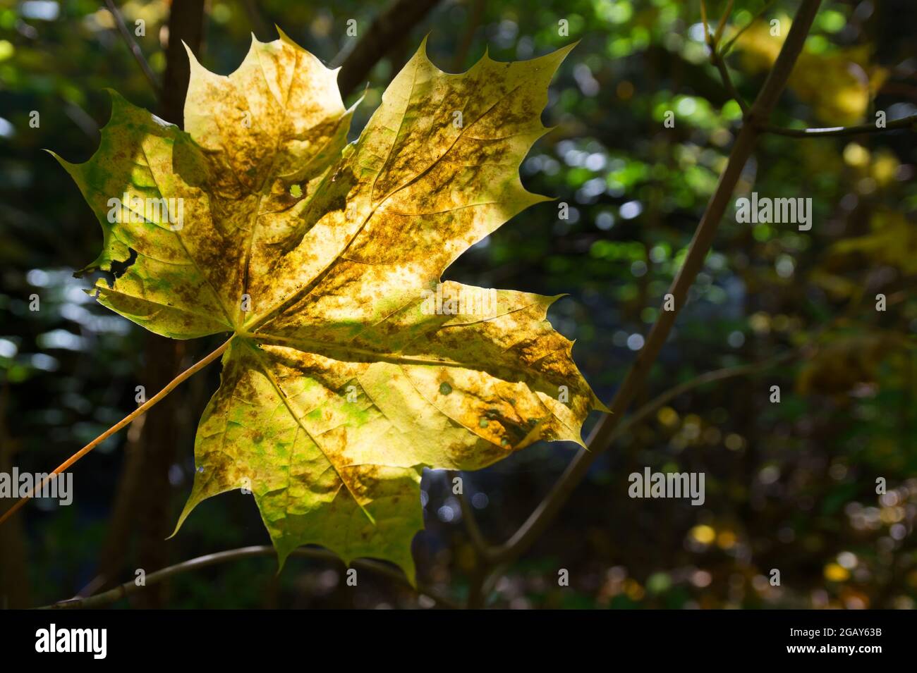 golden maple leaf in the autumn sunlight in the magical forest Stock Photo