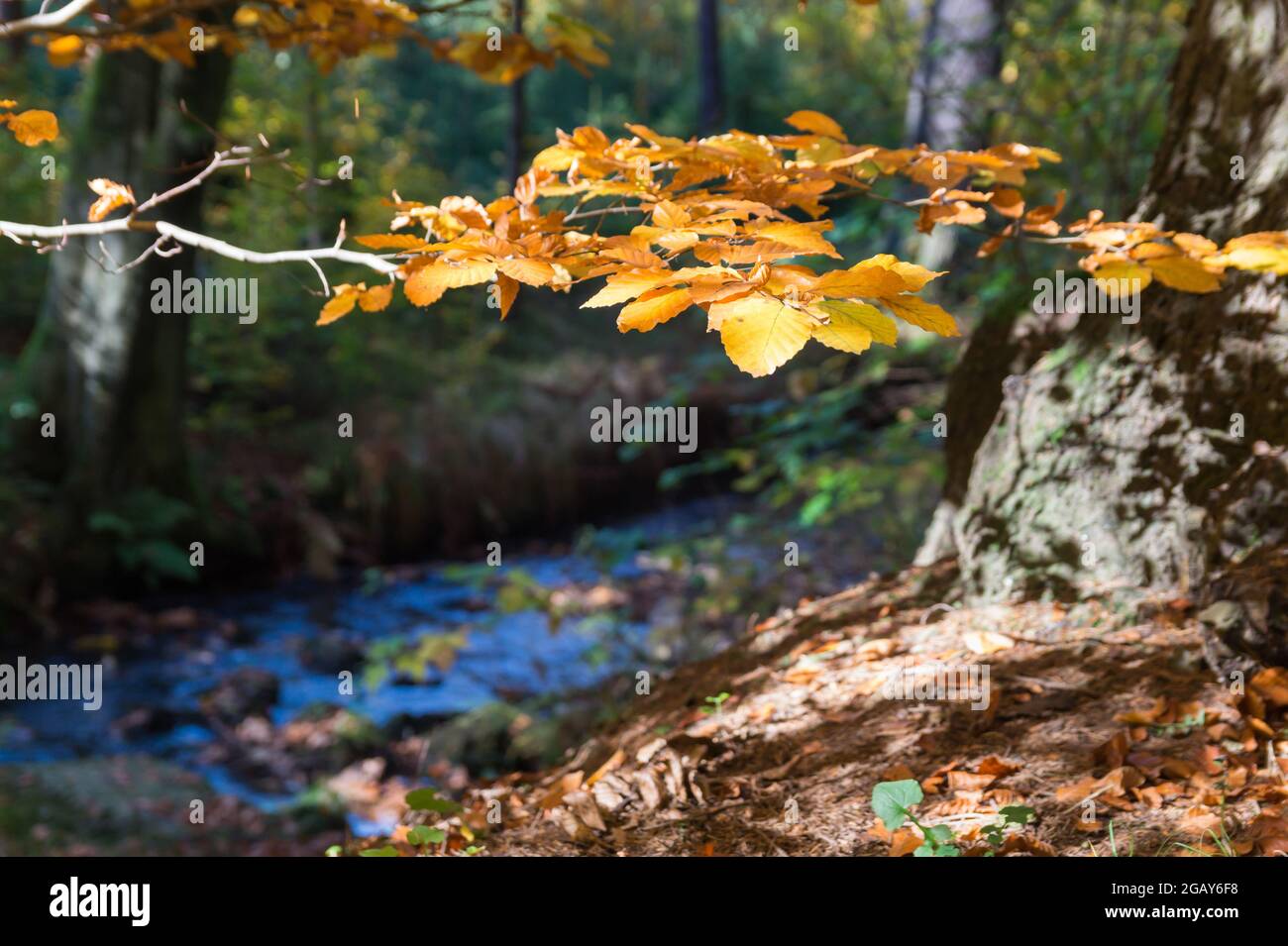 golden leaves of a beech tree on the riverbank in the autumn forest Stock Photo