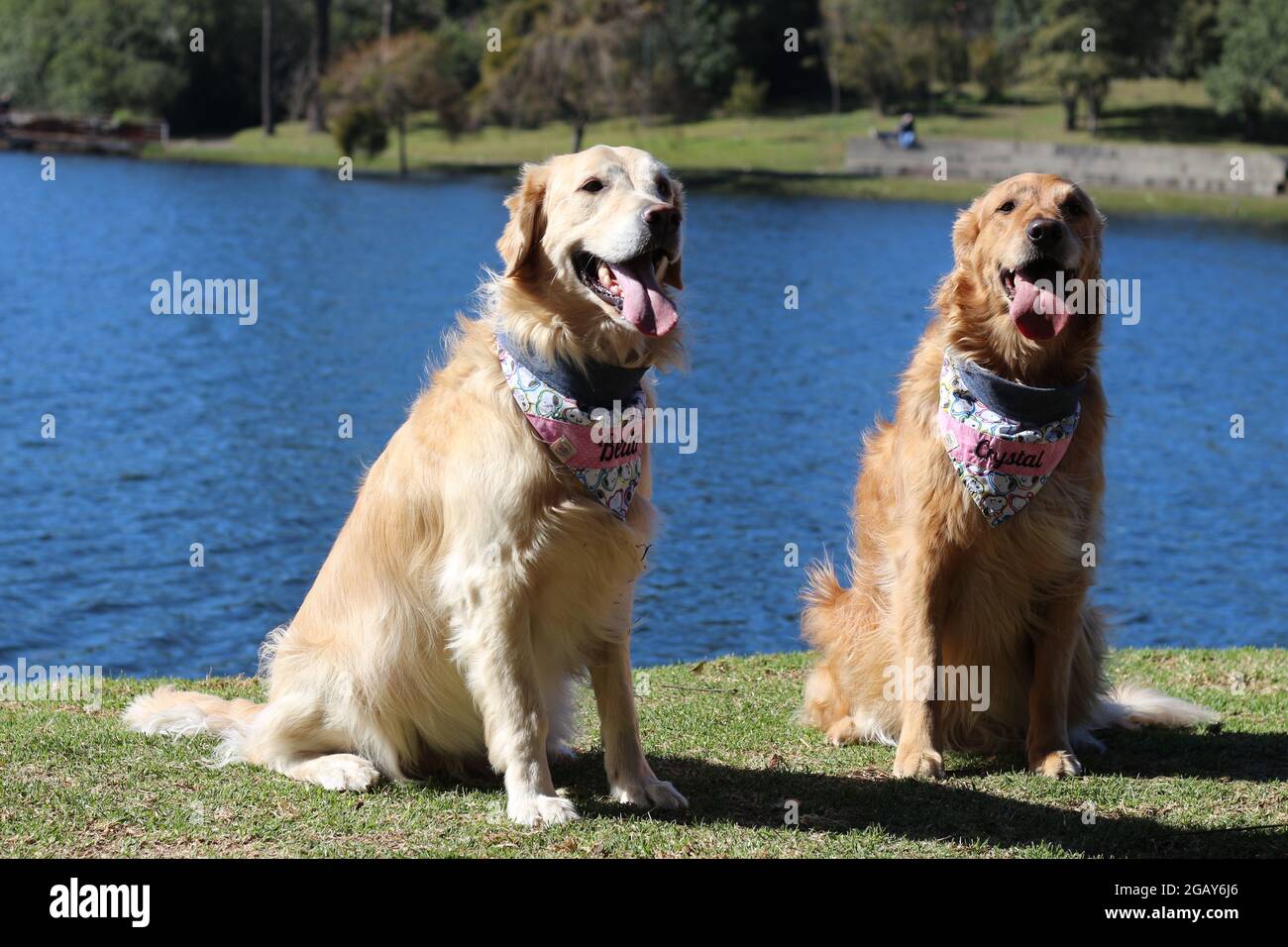 Two blood donor Golden Retrivers, posing for a photo and playing as usual. Stock Photo