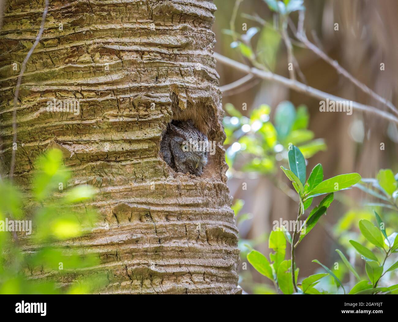 An eastern screech owl watching from the cavity of a palm tree in Florida. Stock Photo