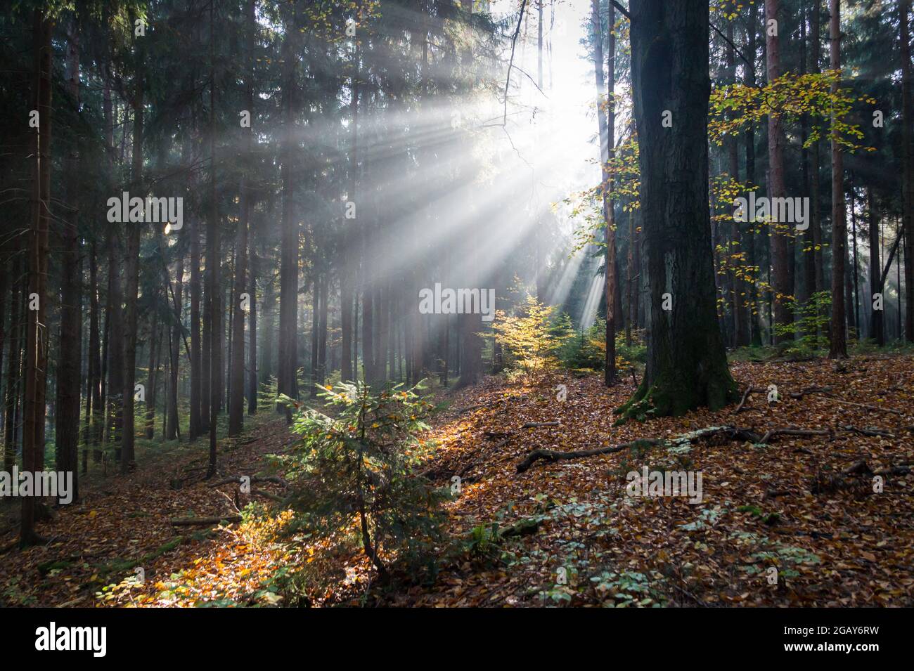 magical lights and dark shadows of tree trunks in the fairy tale forest Stock Photo