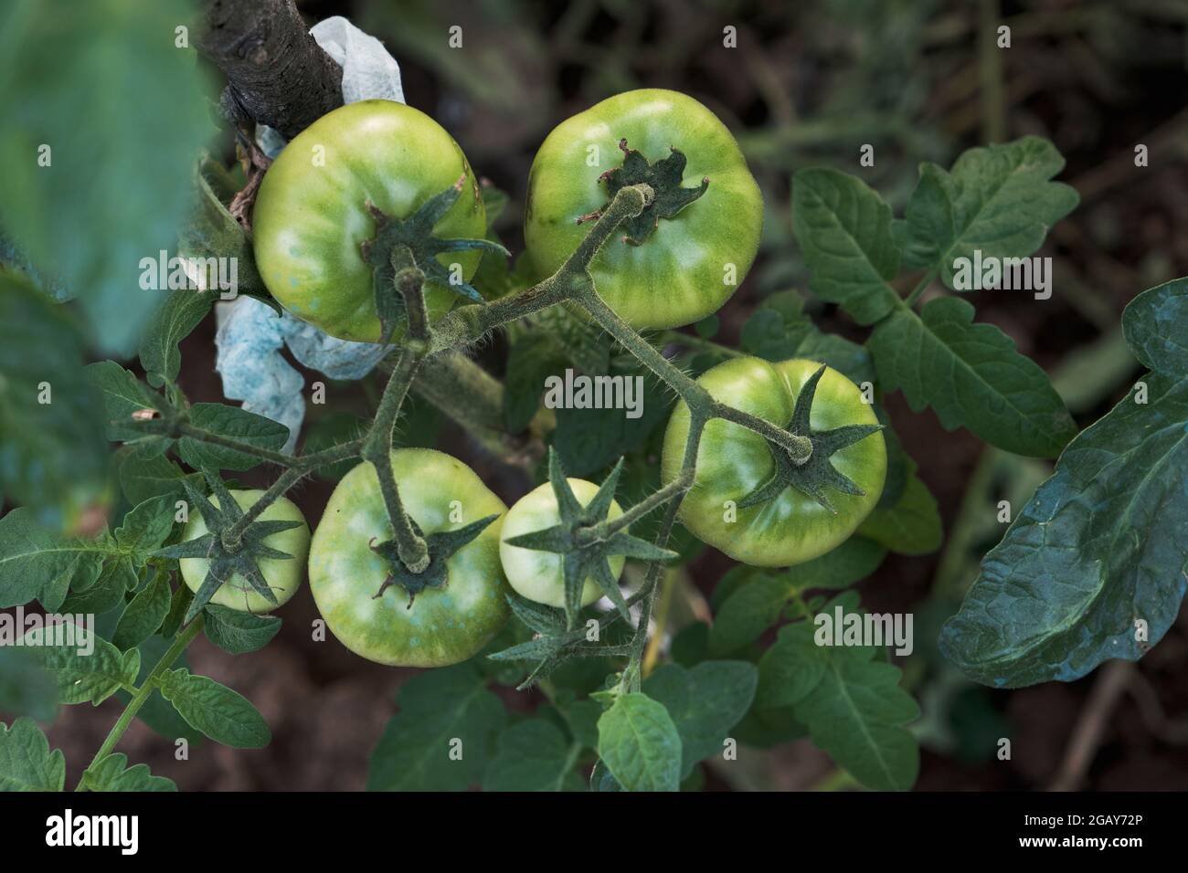 Tomato plant green fruits ripening in the hothouse Stock Photo