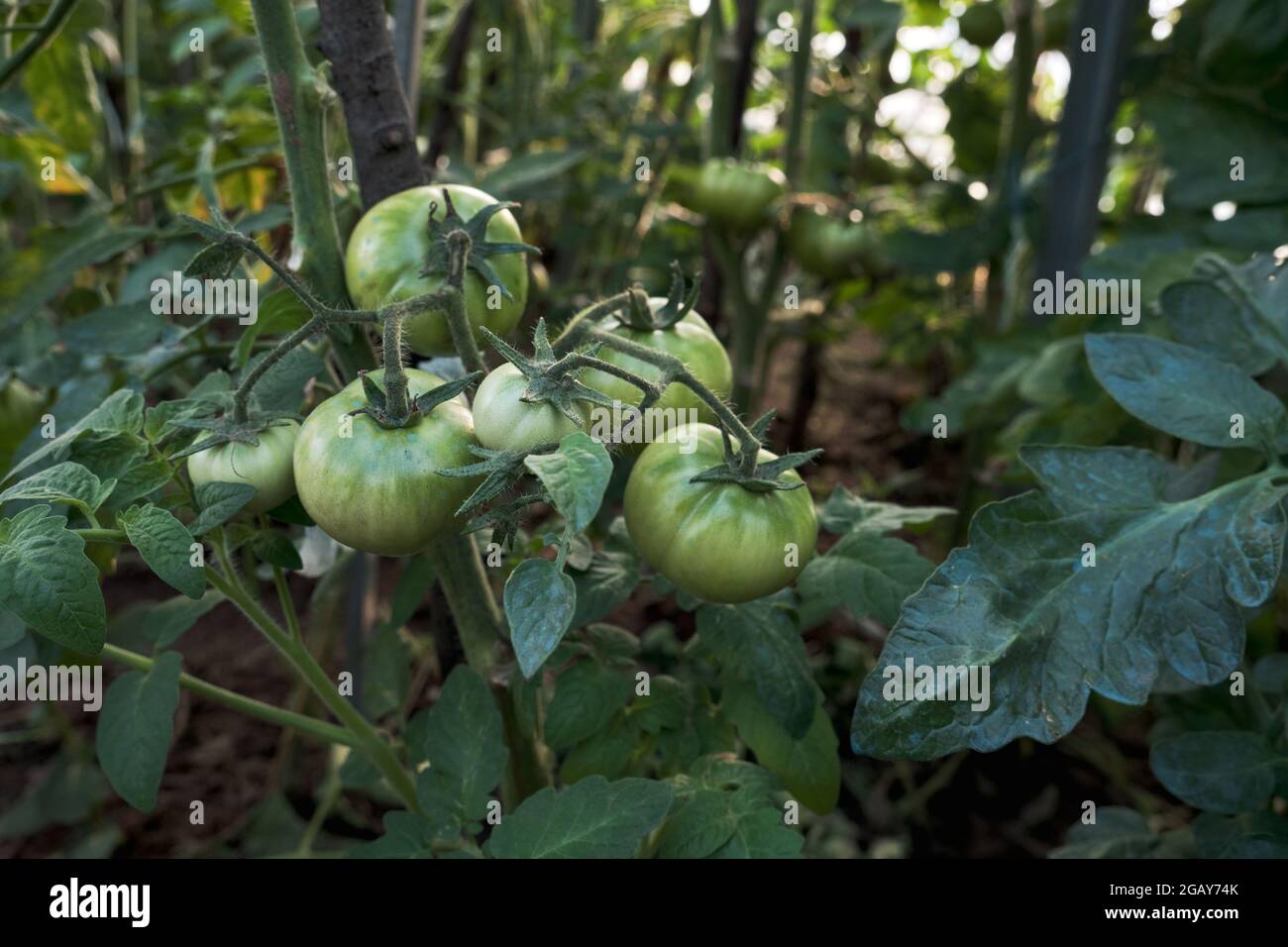 Tomato plant green fruits ripening in the hothouse Stock Photo