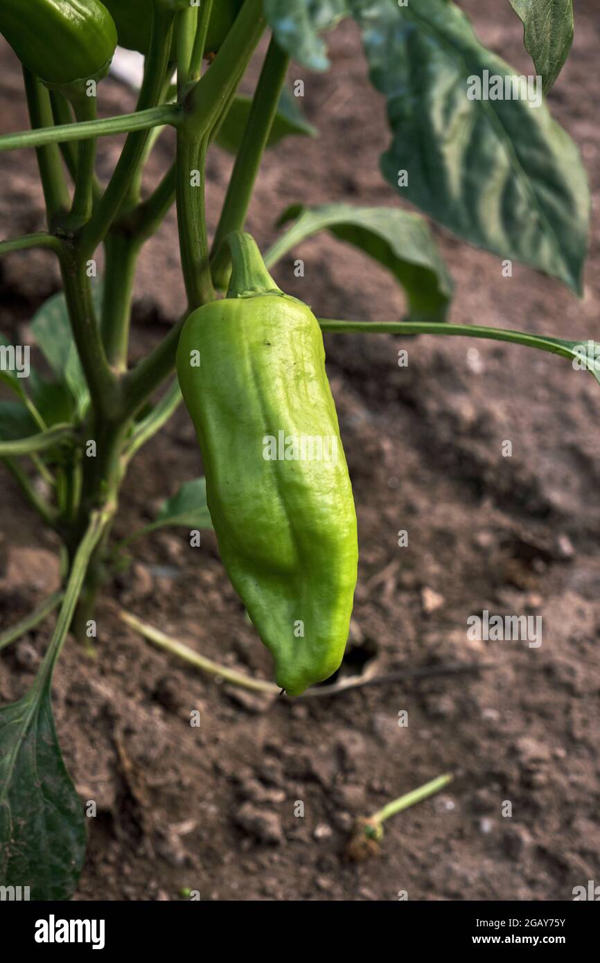 Growing Padron pepper in the kitchen garden, Capsicum annuum, pemento