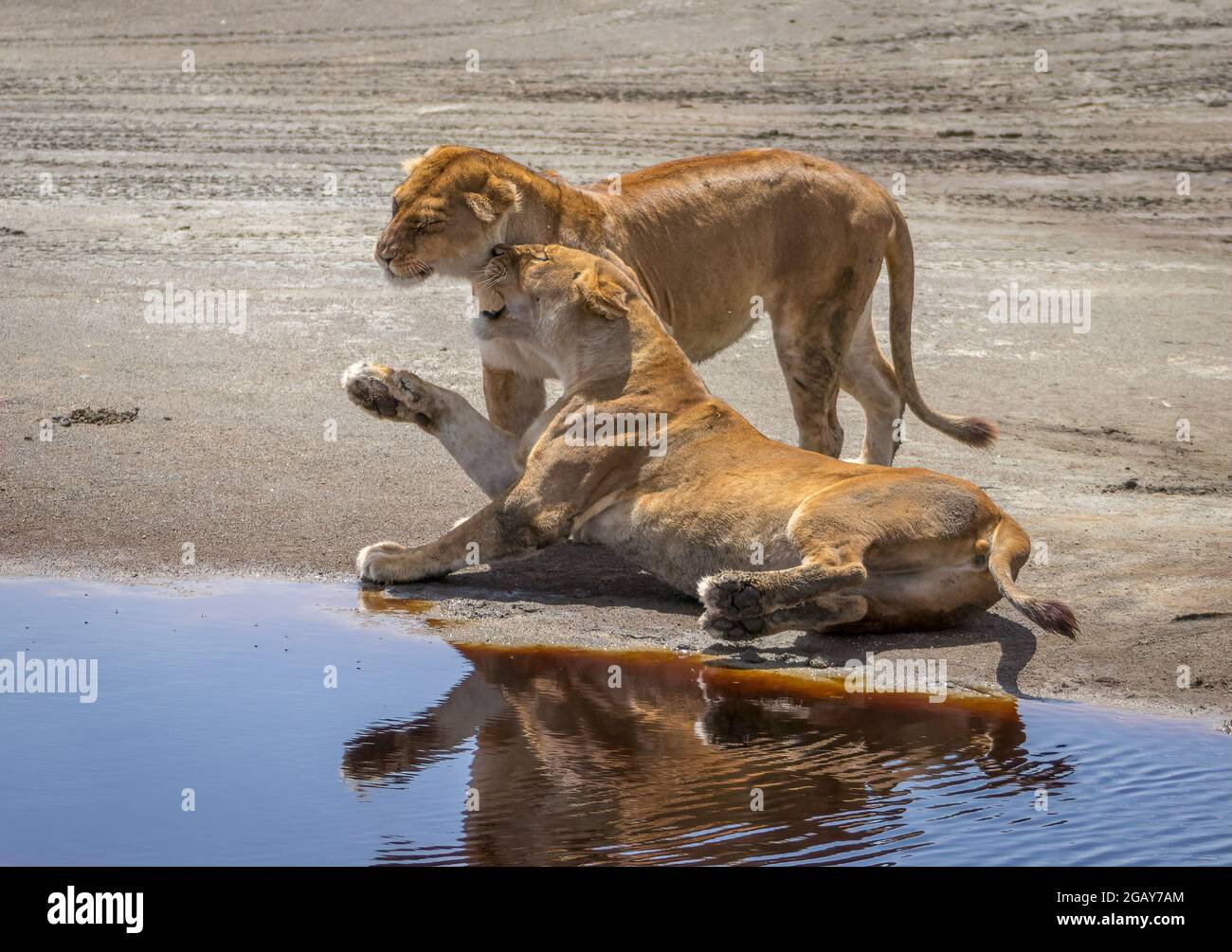 A pair of lions greeting at a water hole in Africa. Big Cat greeting behavior. Stock Photo