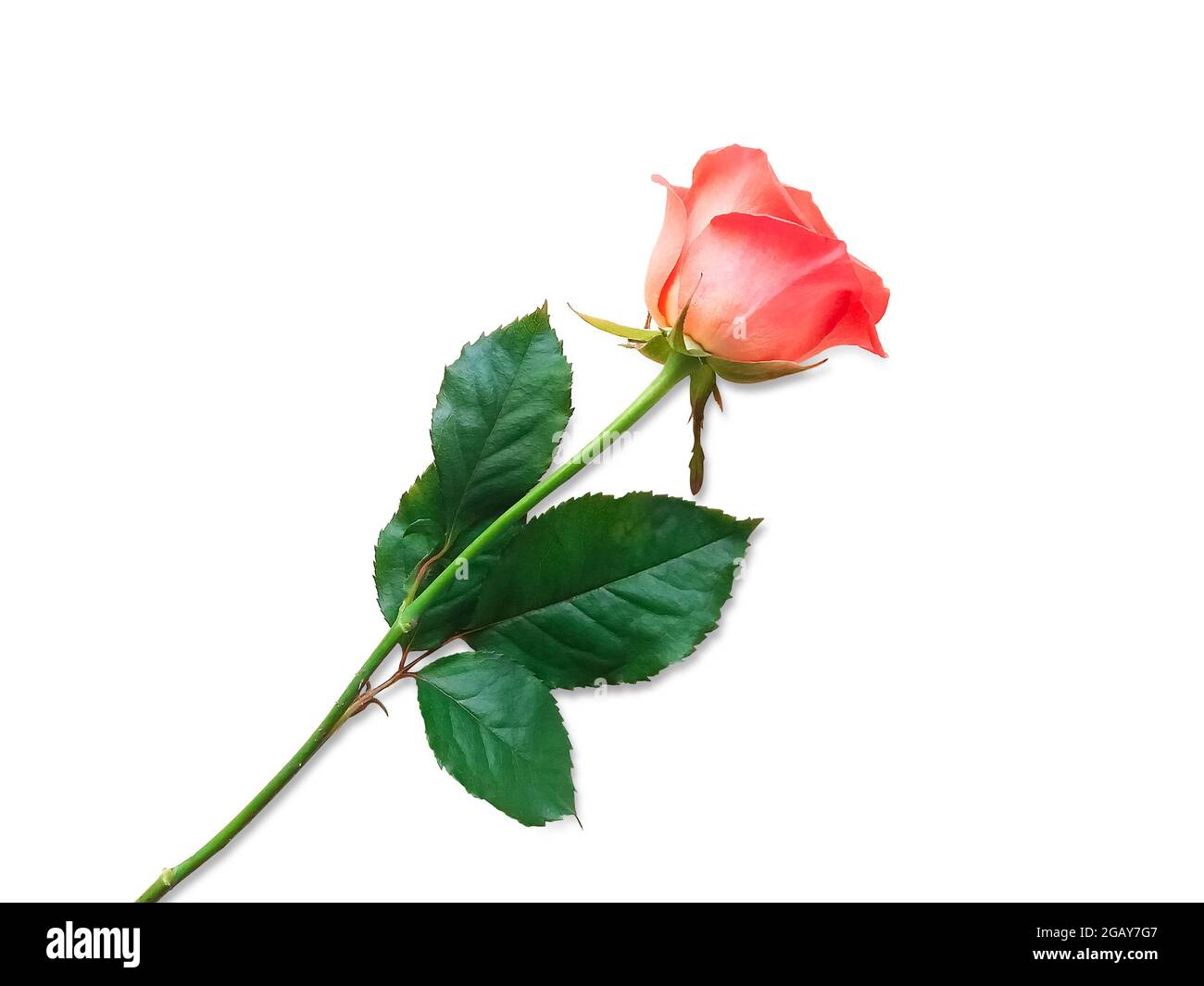Pink rose isolated on white background Stock Photo