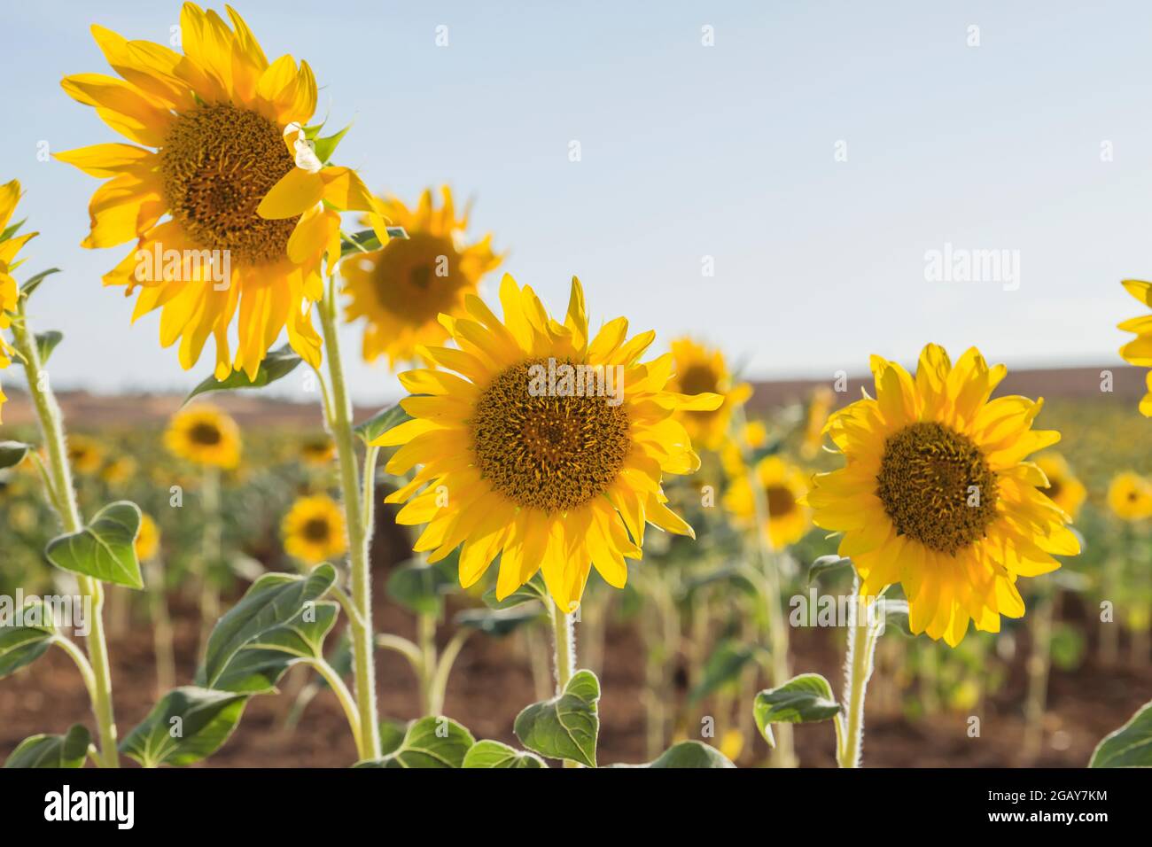 Sunflower plantation crops in bloom Stock Photo