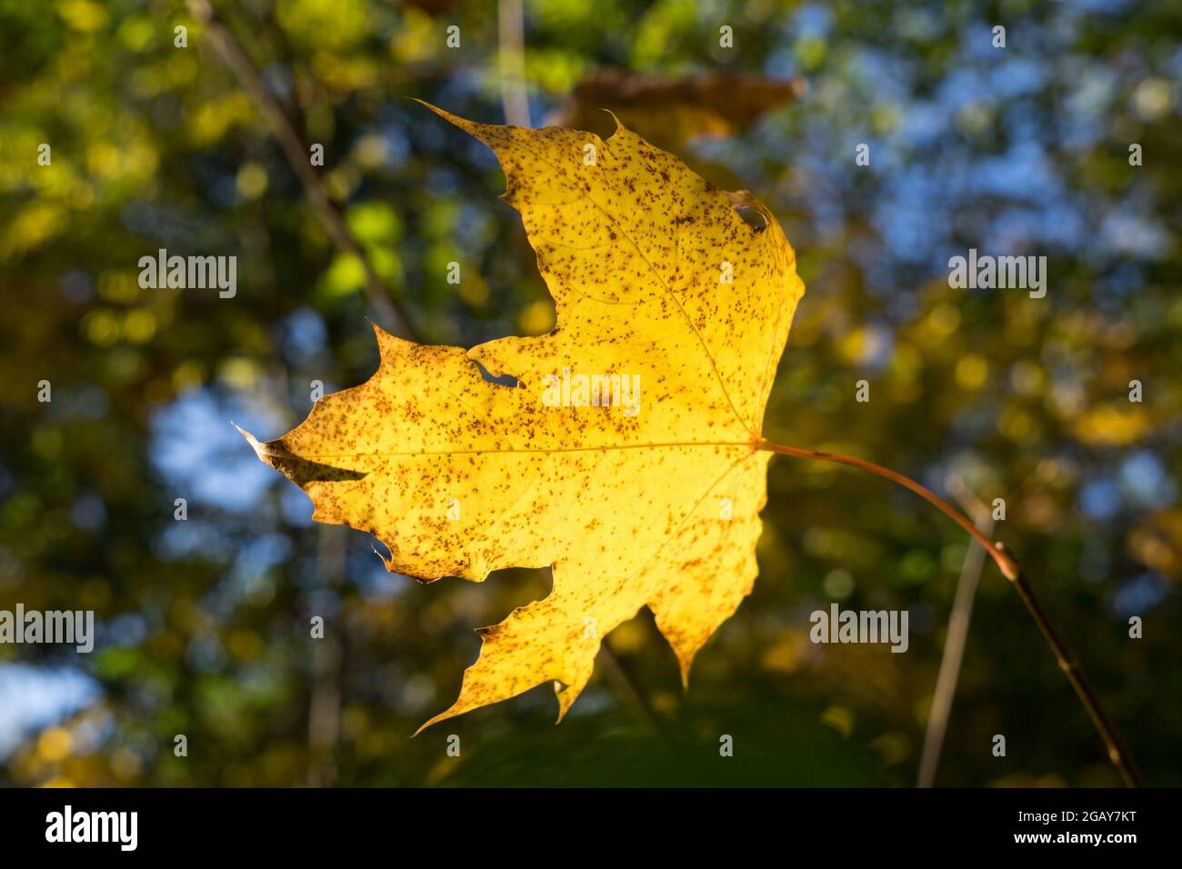Close Up Of Sunny Golden Maple Leaf In The Magical Autumn Forest Stock Photo Alamy