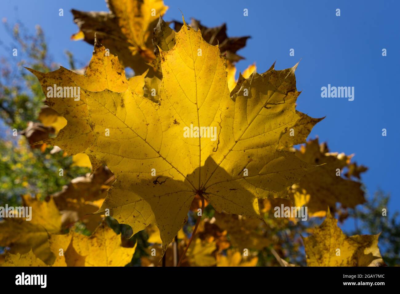 Close Up Of Sunny Golden Maple Leaves In The Magical Autumn Forest Stock Photo Alamy