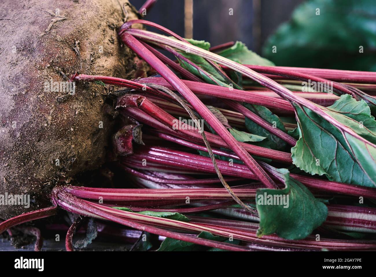 Beta vulgaris beetroot or garden beet red stalks close up Stock Photo