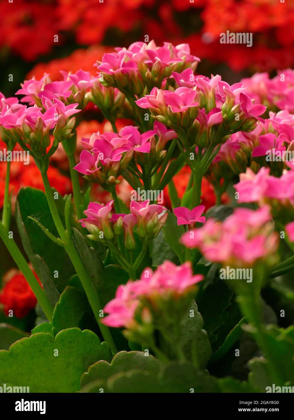 House plant with waxy leaves hires stock photography and images Alamy
