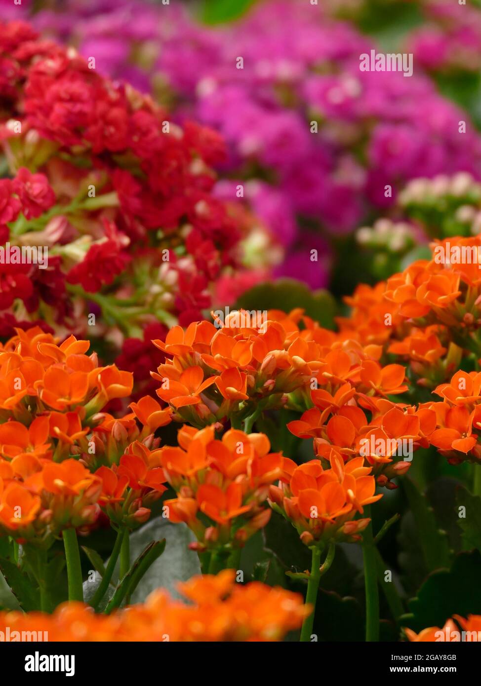 Colorful Kalanchoe blossfeldiana flowering plant with bright orange