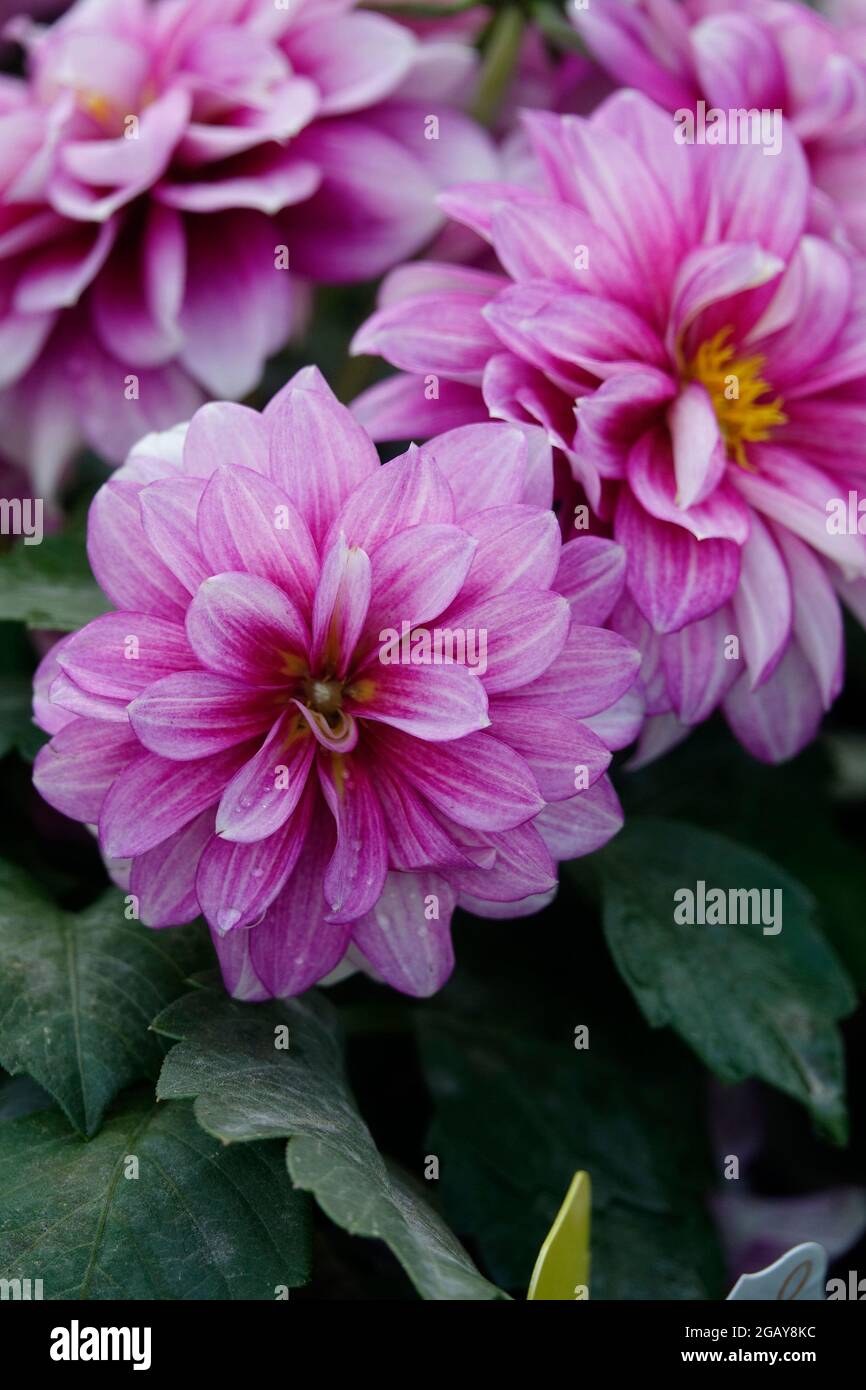 Purple Dahlias striped with white highlights perfect tuberous petals growing in a garden Stock Photo