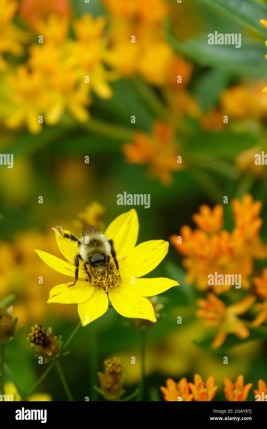 Bumblebee in a Yellow Coreopsis Verticillata Tickseed Flower in a Garden Stock Photo