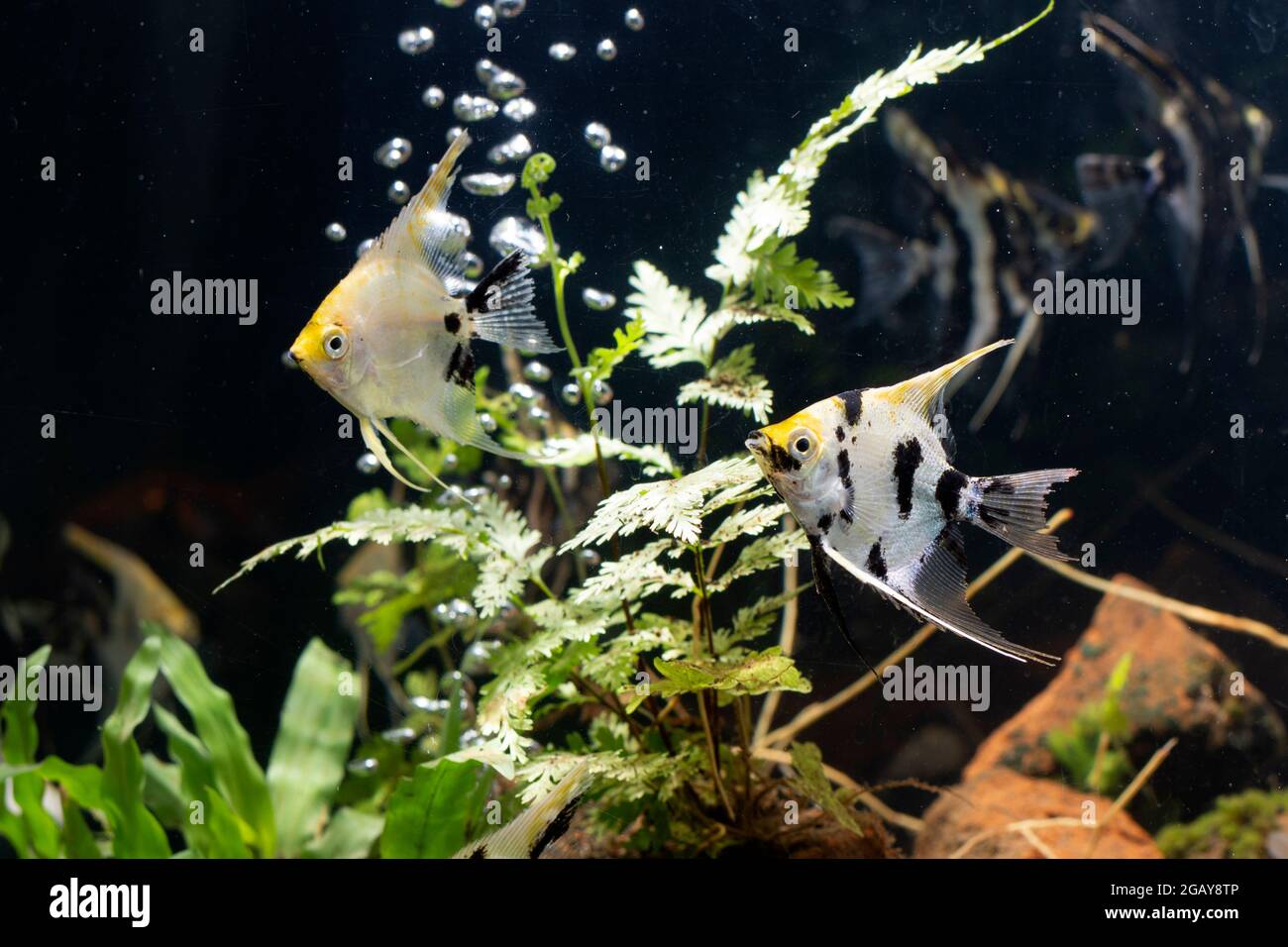 Angelfish pterophyllum Stock Photo