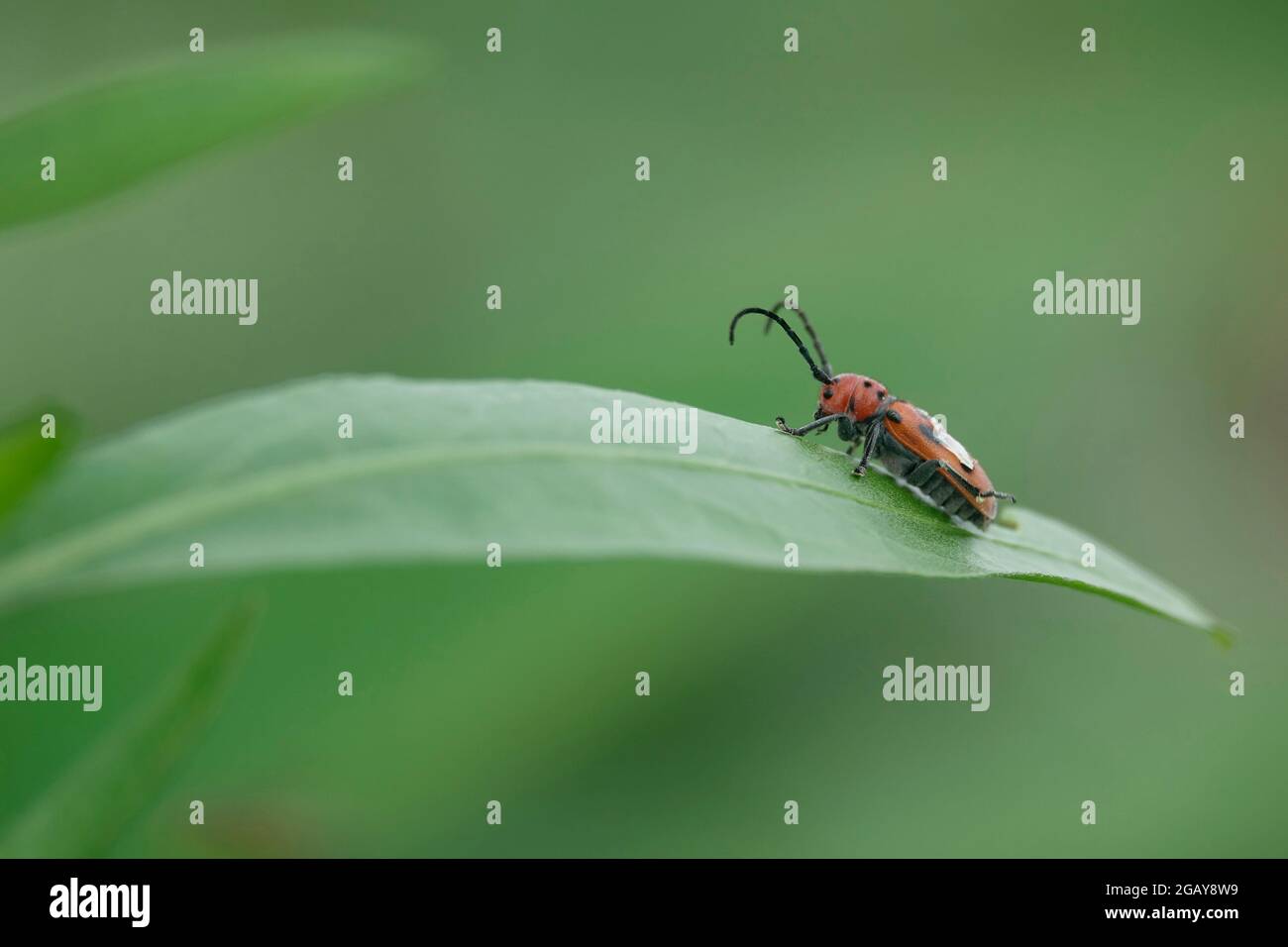 One Tetraopes tetrophthalmus Red and Black Spotted Long Horned Milkweed ...