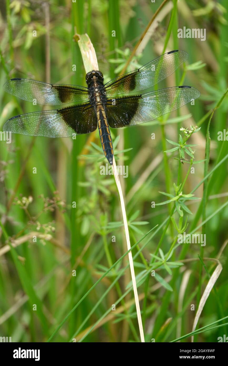 A Female Widow Skimmer Dragonfly Lands on a Dry Blade of Grass Near a Pond Stock Photo