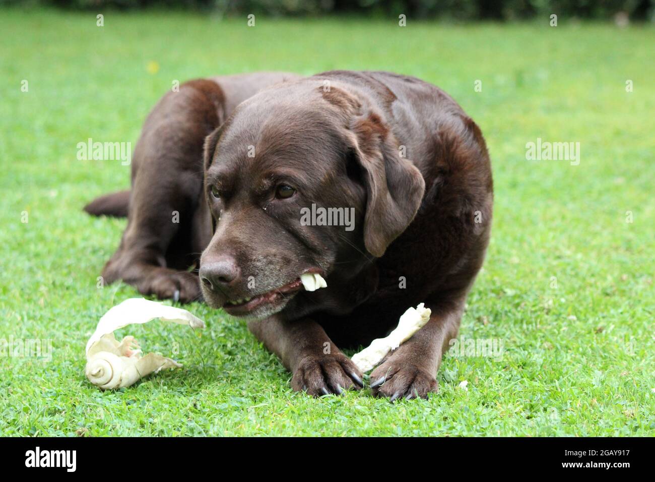 Chocolate Labrador chewing Stock Photo Alamy